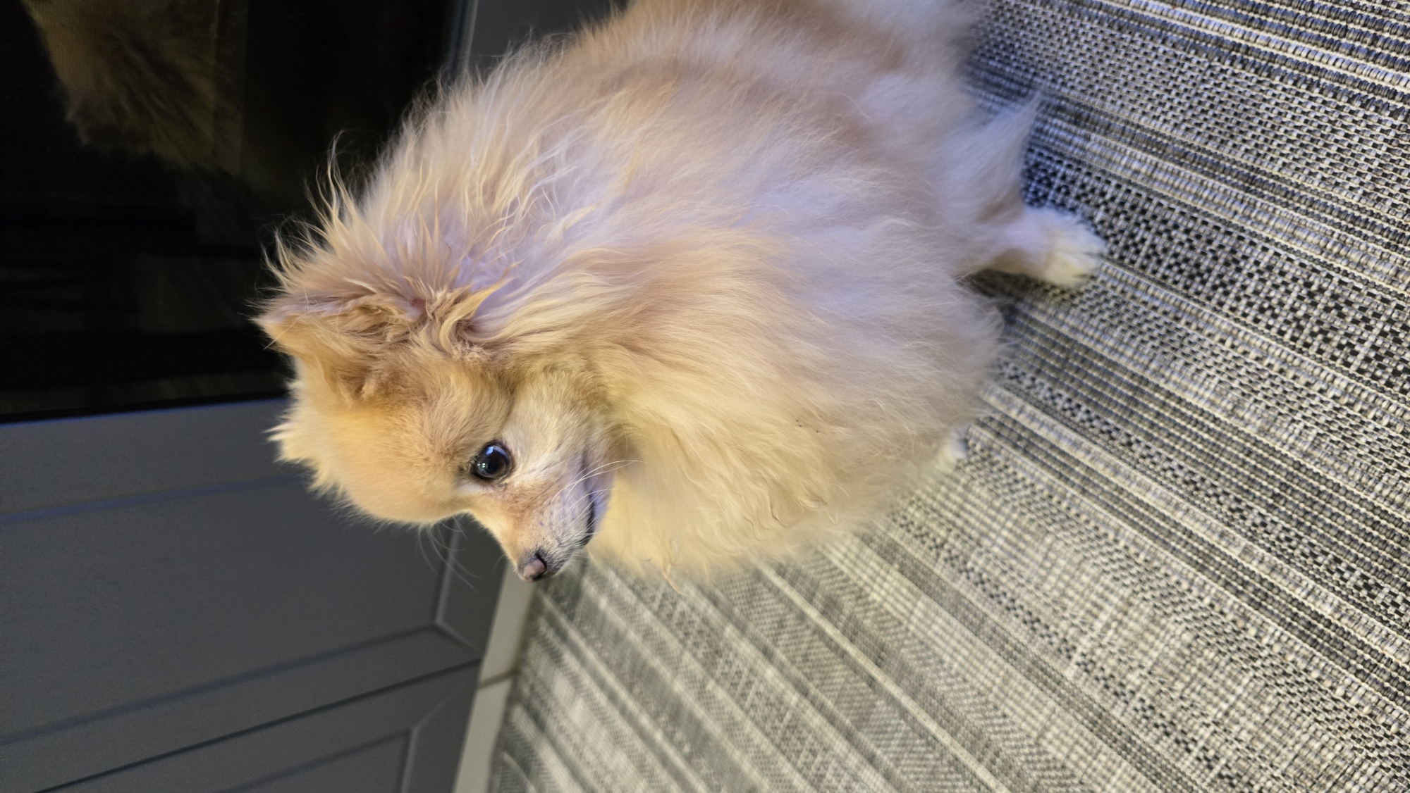 A fluffy, light-brown Pomeranian dog is sitting on a gray, striped rug. The dog is facing to the left, with its head turned slightly towards the camera. Its eyes are dark and its ears are pointed upwards. The background is dark, with a hint of cabinetry on the left and a reflective surface on the right. The rug has a pattern of alternating light and dark gray stripes.
