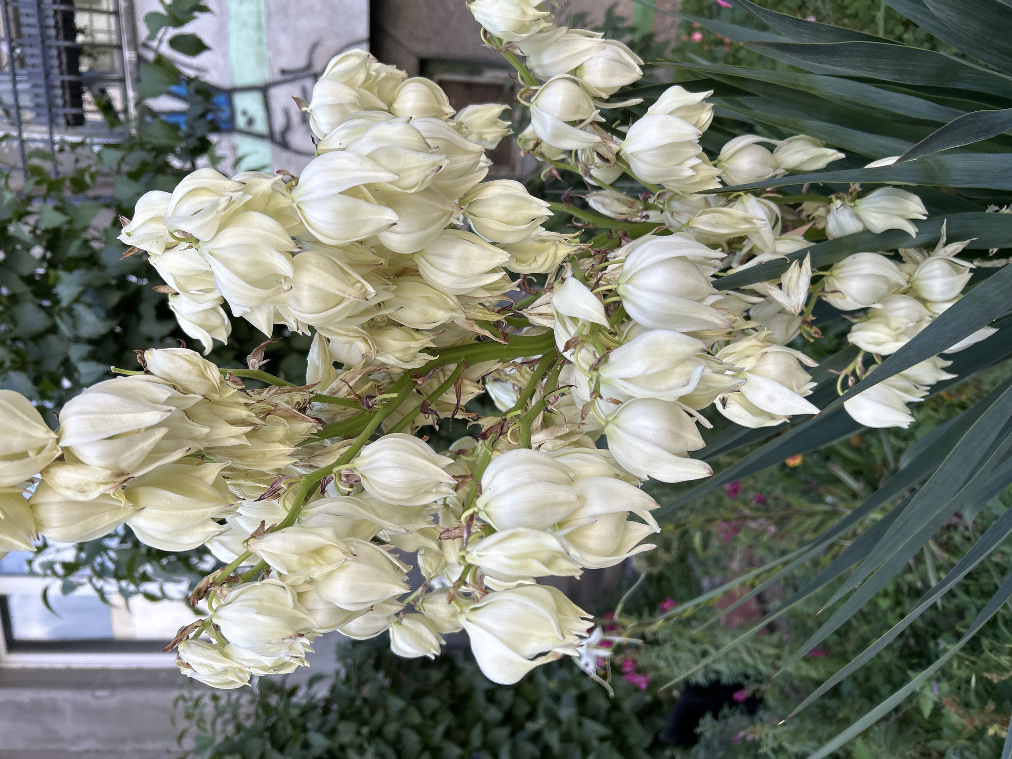 A close-up, eye-level, medium shot captures a tall stalk of white Yucca flowers in full bloom against a slightly blurred background of urban greenery and building facades. The flowers, clustered densely, are a creamy white, with some beginning to droop and show brown edges, indicating a stage of maturity. Long, dark green, sword-like leaves of the Yucca plant frame the bottom of the image. In the mid-ground, out of focus, a garden setting is visible with various plants, including some with small pink and purple flowers. A black cat is partially visible in the far left mid-ground, moving through the foliage. Behind the garden, an out-of-focus building facade with windows and a dark metal fence is discernible. The overall setting suggests an outdoor space in a city, likely a residential area, such as a garden or yard in Sofia, Bulgaria, where Yucca plants are commonly grown.