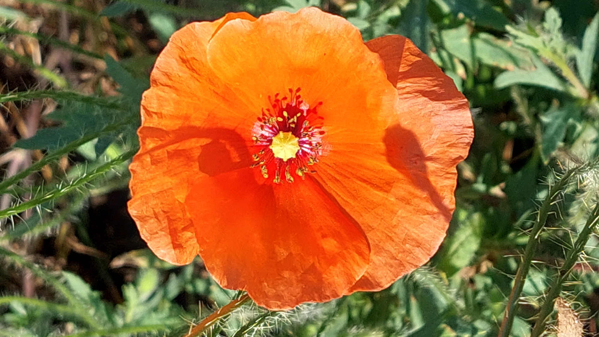 A bright orange poppy flower is centered in the frame, with its petals unfurled. The center of the flower is a vibrant yellow, surrounded by dark stamens with red tips. The petals have a delicate, papery texture and are illuminated by sunlight, casting a shadow on the lower right petal. The background consists of blurred green foliage and some prickly stems, suggesting an outdoor environment, possibly in Kozarovychi, Ukraine, given the context. There are no people or animals visible in the image.
