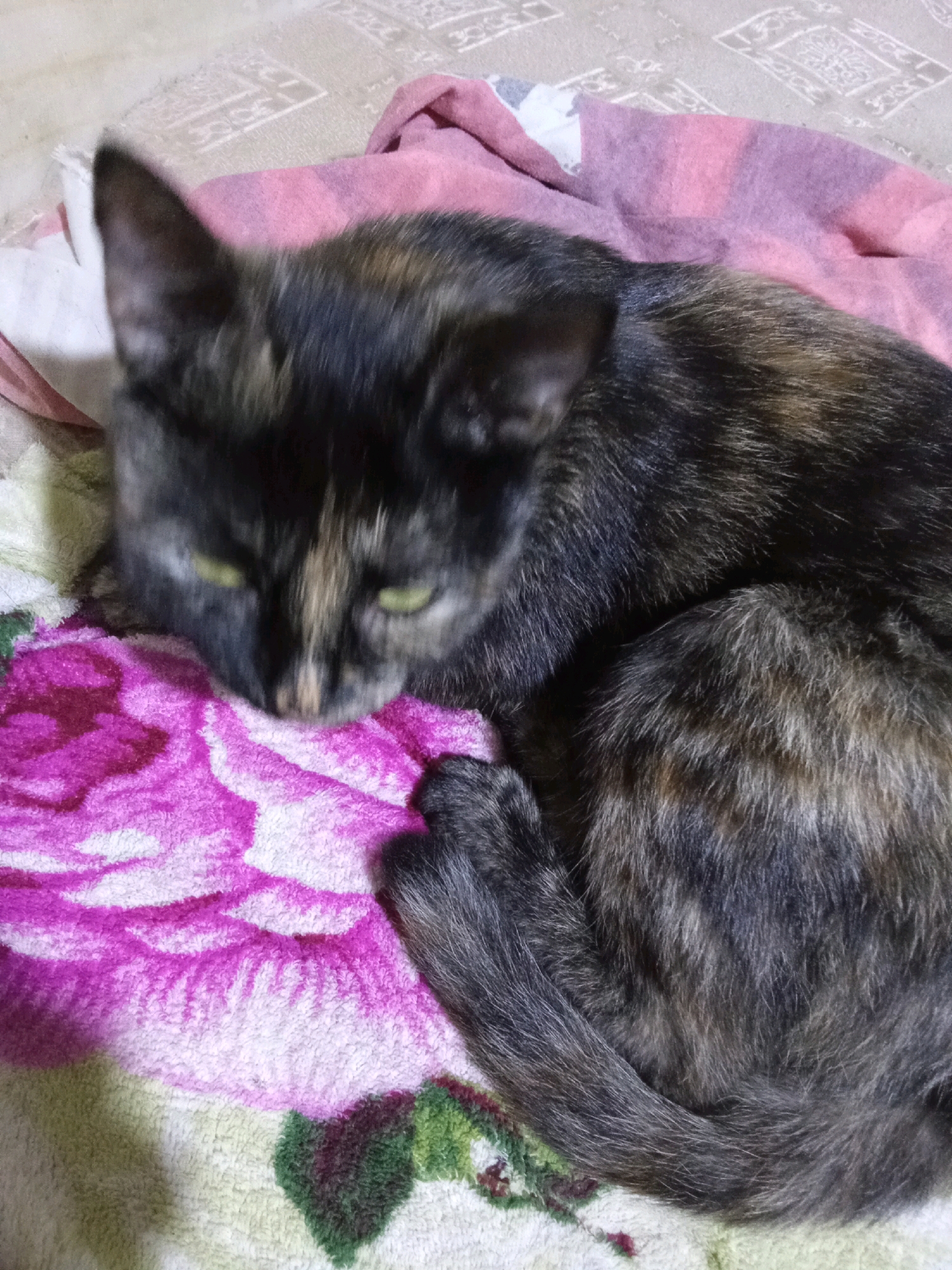 A tortoiseshell cat is lying on a floral-patterned blanket. The cat is curled up, with its head resting on the blanket. The blanket has a large pink rose pattern with green leaves. In the background, there is a pink cloth. The scene appears to be indoors, possibly in a home. The location is unknown, but the description is focused on the visual elements present in the image.