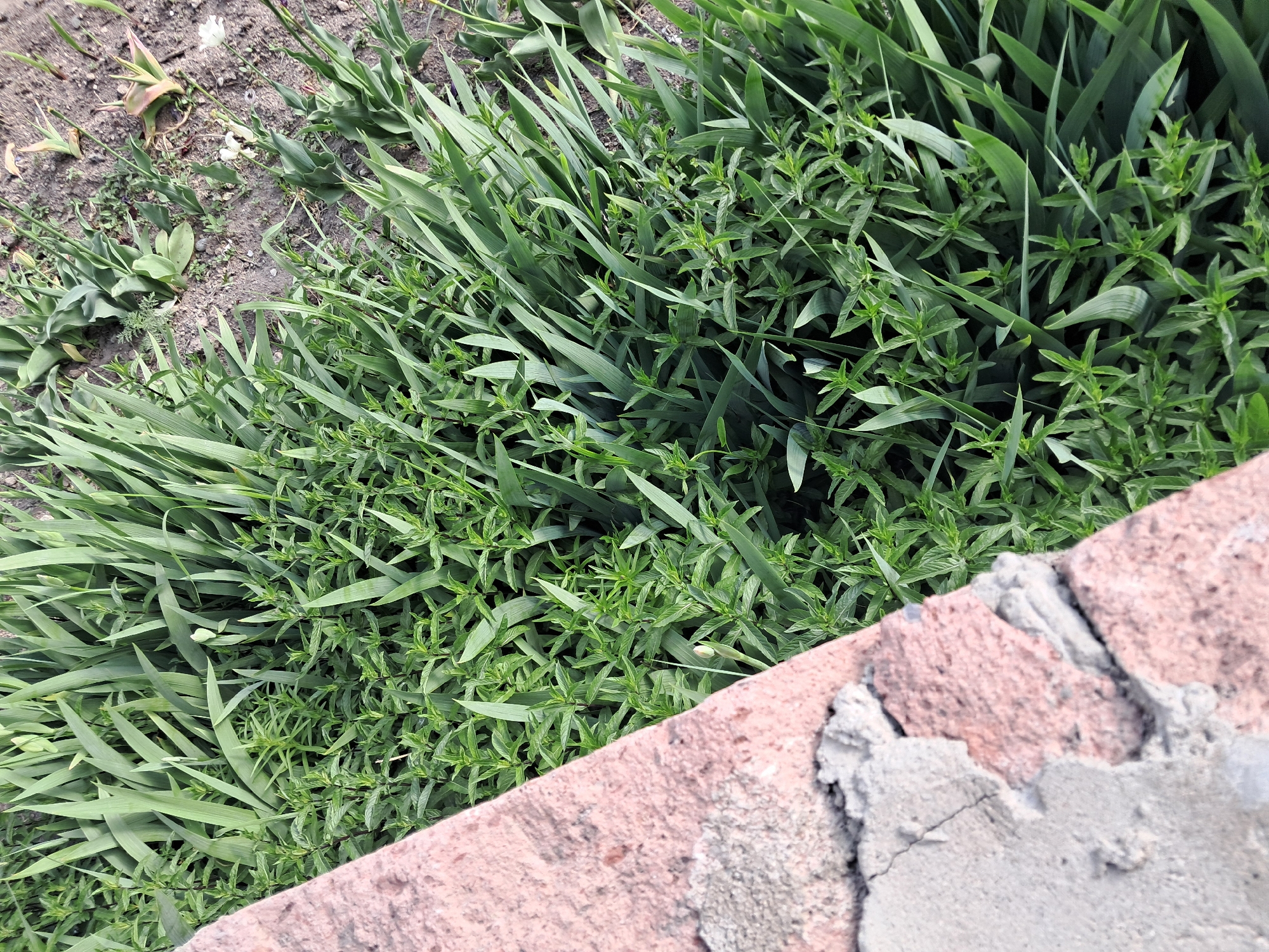 The image presents an outdoor scene in Artsvakar, Armenia, dominated by lush green foliage. The primary subjects are two distinct types of plants: long, slender, blade-like green leaves, reminiscent of grass or iris, and smaller, bushier plants with numerous compact, lighter green leaves arranged along stems, possibly herbs or ground cover. These plants are densely intermingled, covering a significant portion of the ground.
In the bottom right corner, a section of a reddish-pink brick wall or structure is visible diagonally. The bricks are rough and weathered, with substantial amounts of coarse, gray mortar between them, showing cracks and irregular textures. The wall appears to be an older, rustic construction.
The top-left area of the image reveals patches of bare, dark brown soil with a few sparse, smaller green growths and dried plant matter. In this soil area, particularly visible in the provided crops, are hints of small, light-colored (possibly white) flower buds or spent flowers.
The scene depicts a static natural environment. The lighting is soft and diffused, suggesting either an overcast day or a shaded location, as there are no harsh shadows. No people or animals are present, and no specific activity is taking place. There is no visible text in the image. The overall impression is one of thriving greenery adjacent to an old, man-made structure.