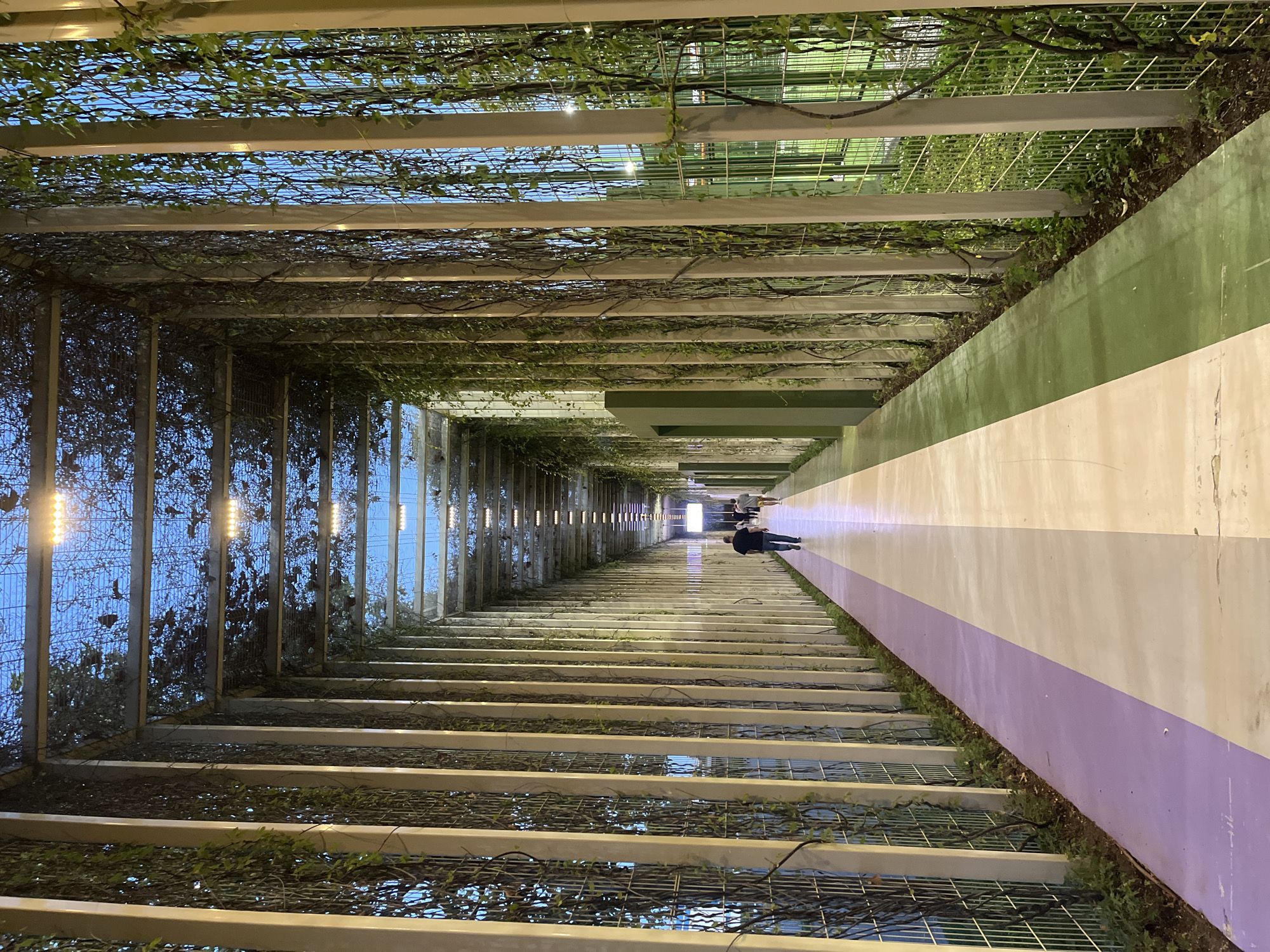 A long outdoor corridor is viewed in perspective. The corridor has a grid-like roof structure covered with vines and foliage. The floor has a color scheme of green, white, and purple. People are walking in the distance towards the end of the corridor. The lighting is a combination of natural light and artificial light. The location is Krasnodar, Russia.