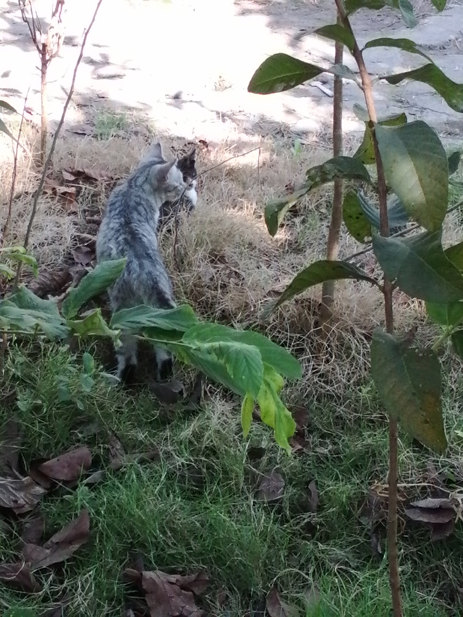 A medium shot captures a tabby cat in a natural outdoor setting. The cat, facing away from the camera and looking towards the right, is positioned in the center-left of the frame. Its fur is a mix of grey and black stripes, and it appears to be sniffing or investigating something near the ground. The cat is standing on dry, straw-like grass and fallen leaves. In the background, a patch of dirt or sand is visible, with sunlight dappling the ground, suggesting a slightly shaded area. Two thin, bare tree branches rise from the left side of the image, partially obscuring the background. To the right of the cat, a young tree with several large, green leaves and a thin brown trunk is prominent, extending vertically through the frame. The ground is covered with a mix of green grass, dry grass, and fallen leaves. The scene appears to be in an uncultivated area, possibly a garden or a park. There are no visible people or man-made structures.