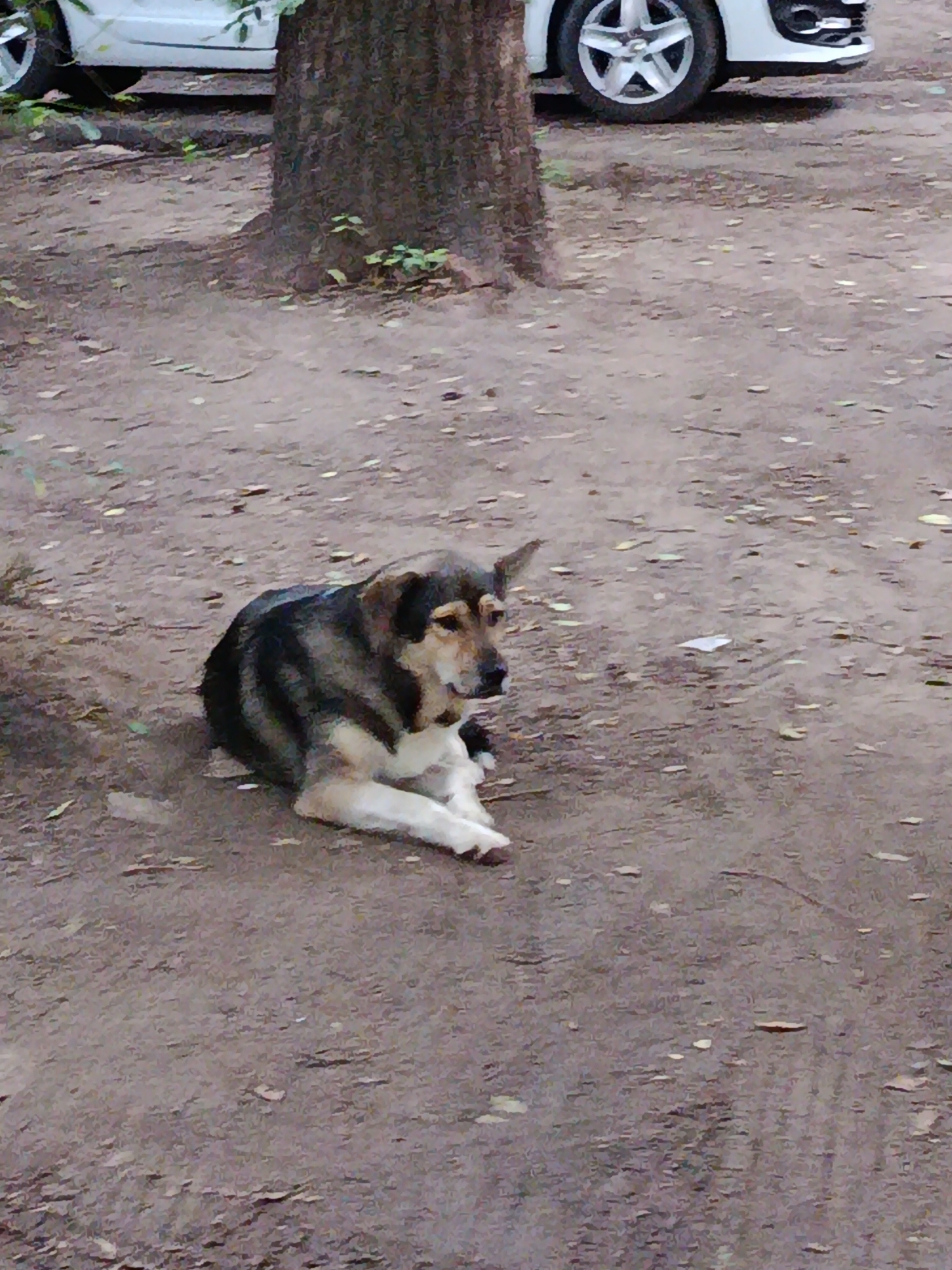 A medium-sized dog with brown and black fur is lying on a dirt path. The dog is facing to the right, with its head turned slightly towards the camera. Its front paws are crossed, and its body is relaxed. In the background, a portion of a white car with a silver rim is visible, along with the trunk of a tree and scattered leaves on the ground. The scene appears to be outdoors, possibly in a park or residential area, with a dry, dusty surface. There are no people present in the frame. The lighting suggests it is daytime.