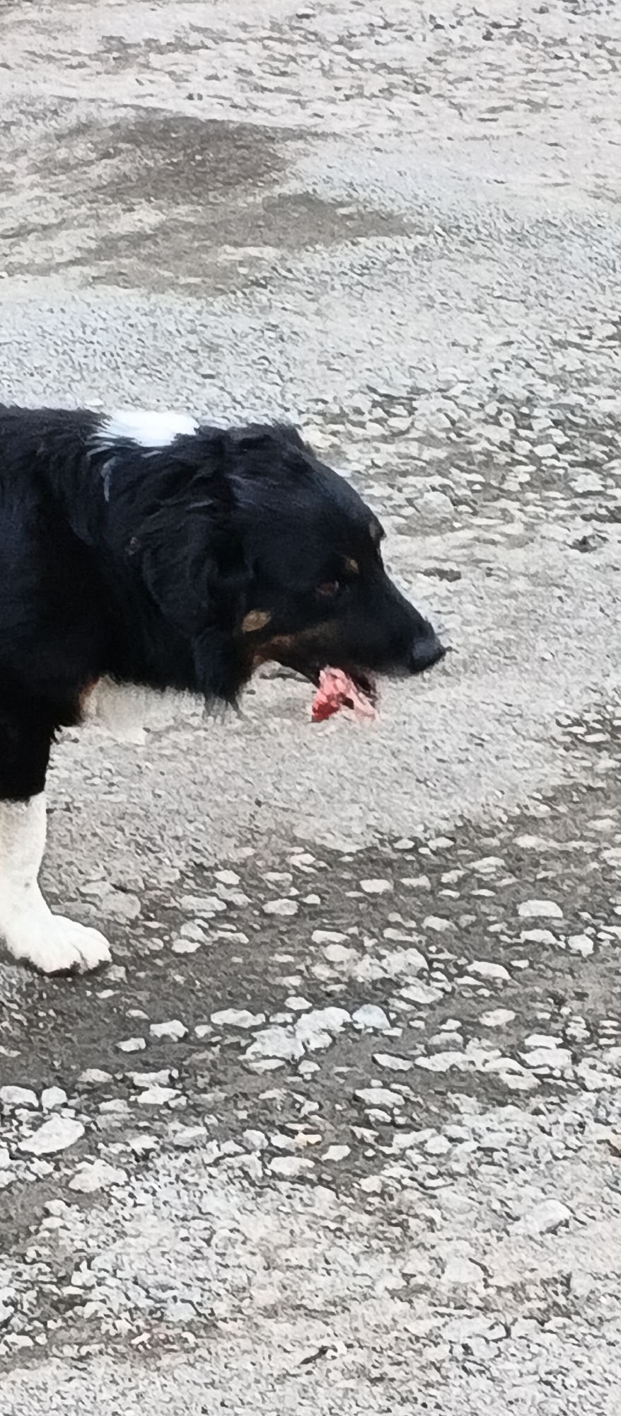 A black and white dog stands on a gravely surface, with a piece of raw meat in its mouth. The dog is mostly black with some white markings on its chest and a patch on its head. The ground is composed of small, uneven grey and white pebbles. The background is out of focus, showing a continuation of the same pebbly texture. The image appears to have been taken outdoors, possibly in an urban or semi-urban area of Smila, Ukraine, based on the context provided. The dog is in the process of chewing or carrying the meat.