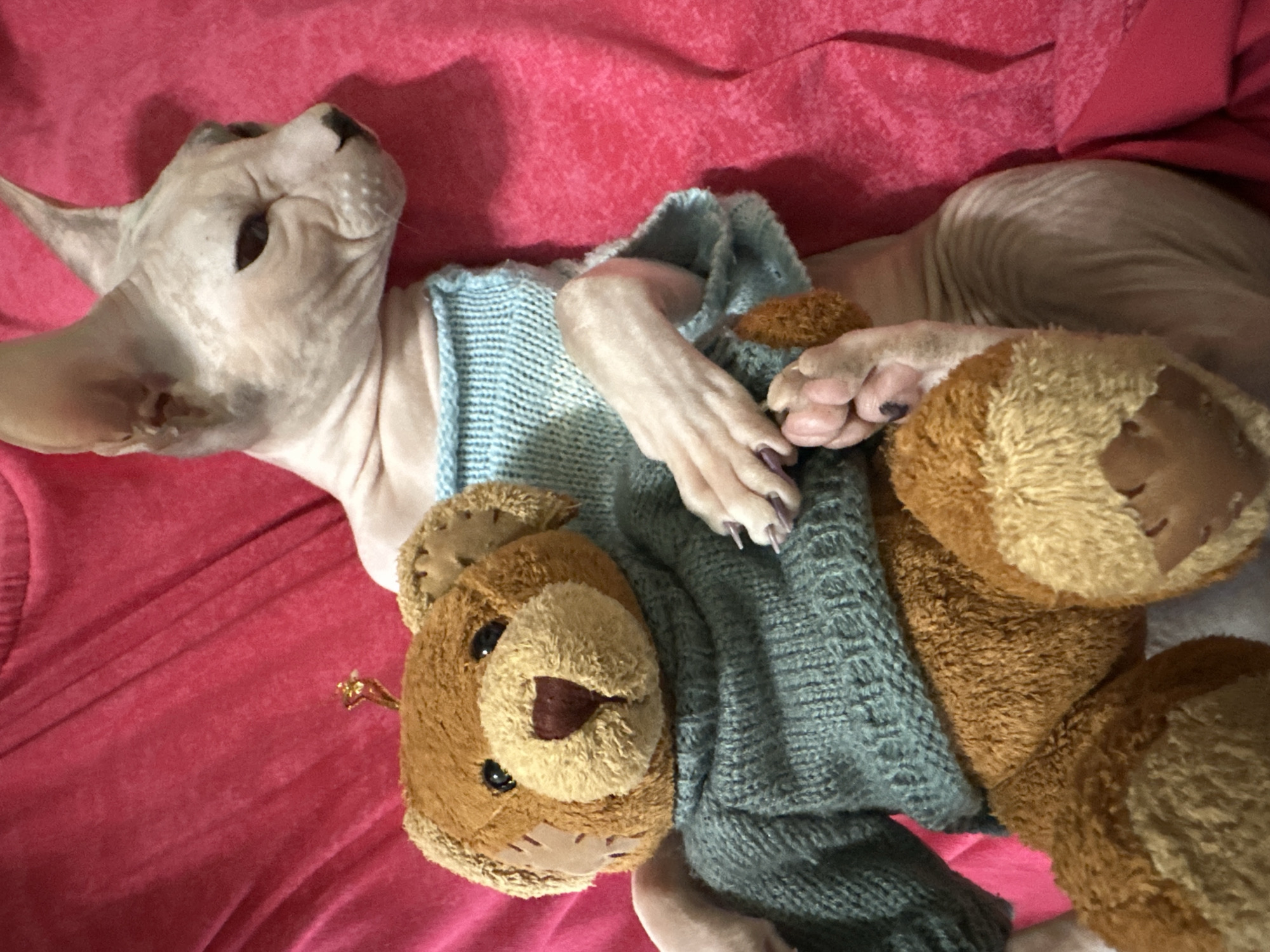 A Sphynx cat wearing a light blue knitted sweater is lying on a pink surface, cuddling a brown teddy bear also wearing a teal knitted sweater. The cat's eyes are partially closed, and its head is turned to the right. The teddy bear is positioned in front of the cat, with its arms wrapped around the bear. The pink surface appears to be fabric, possibly a blanket or clothing. The scene is indoors, with no visible background details that would suggest a specific location within Togliatti, Russia. The lighting is soft, and the image is taken from a slightly elevated angle.