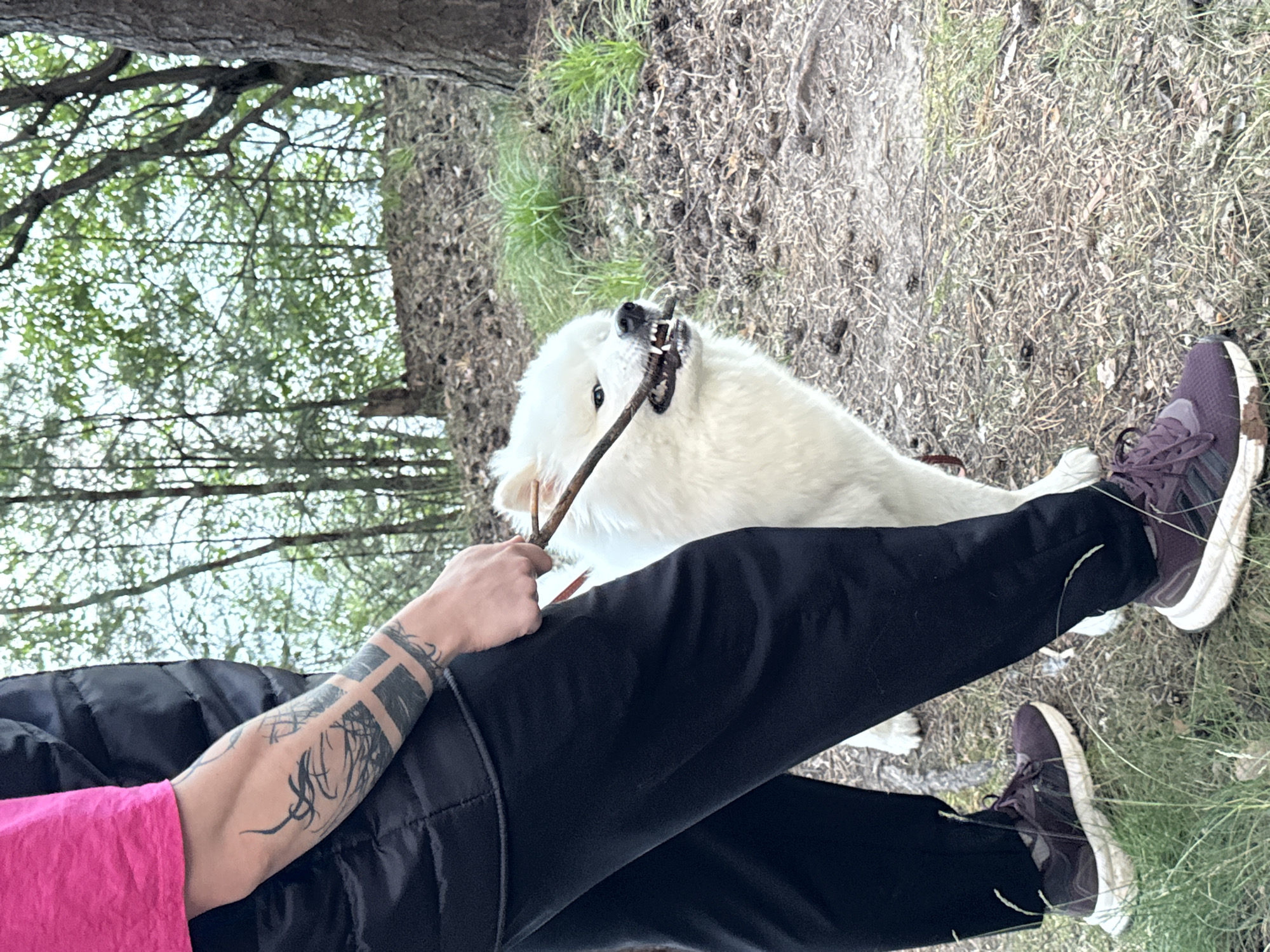 A person wearing a bright pink t-shirt and black pants is playing with a white Samoyed dog in a wooded area. The person's left arm, adorned with extensive black tattoos, is visible as they hold a stick in their hand. The dog is actively engaged, holding the stick in its mouth. The ground is covered with dry leaves, dirt, and sparse grass. The setting suggests a natural outdoor environment, possibly a forest or park, with trees and foliage visible in the background. The overall mood appears playful and relaxed. The weather seems to be mild, as indicated by the clothing. There is no visible text in the image.
