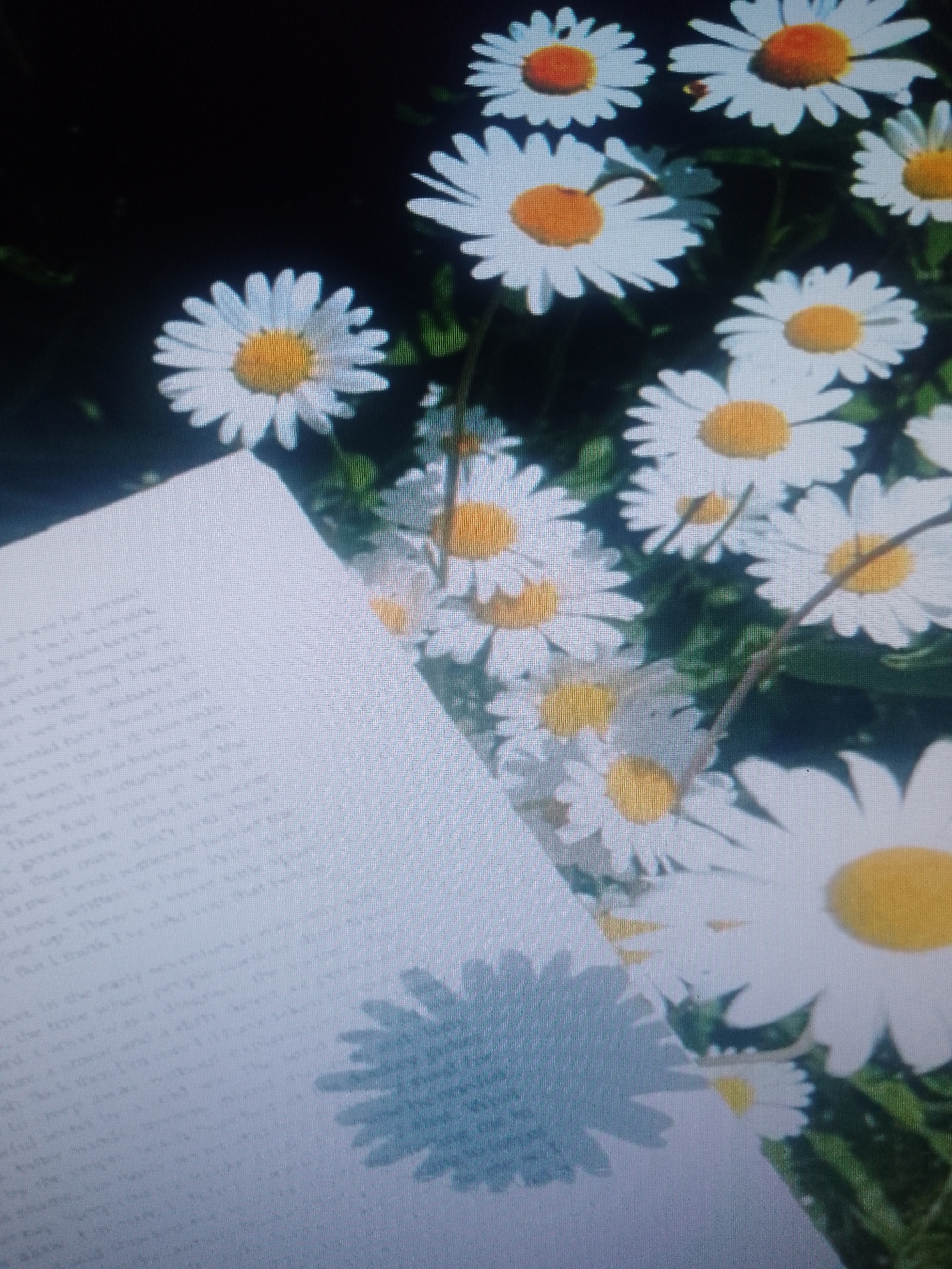 The image shows a cluster of daisies with white petals and yellow centers. A white book or paper with visible text is positioned in front of the flowers, partially obscuring them. The background is dark and indistinct, possibly suggesting an outdoor setting. The location is unknown.