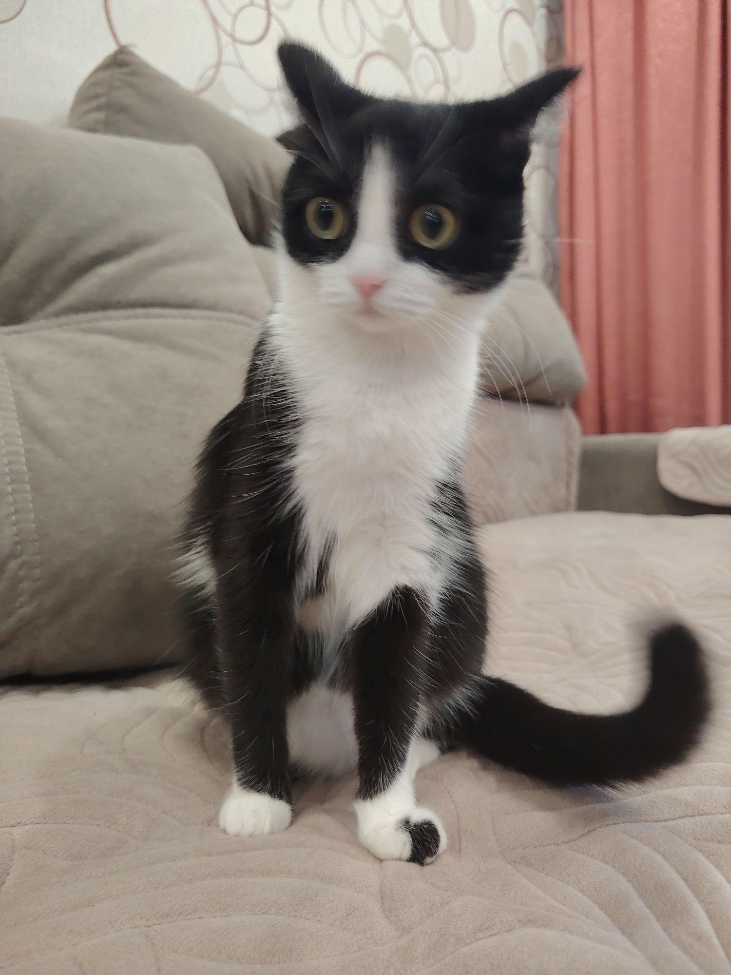 A black and white cat sits on a beige couch. The cat has yellow eyes and is looking directly at the camera. The couch is located in an indoor setting with wallpaper visible in the background.