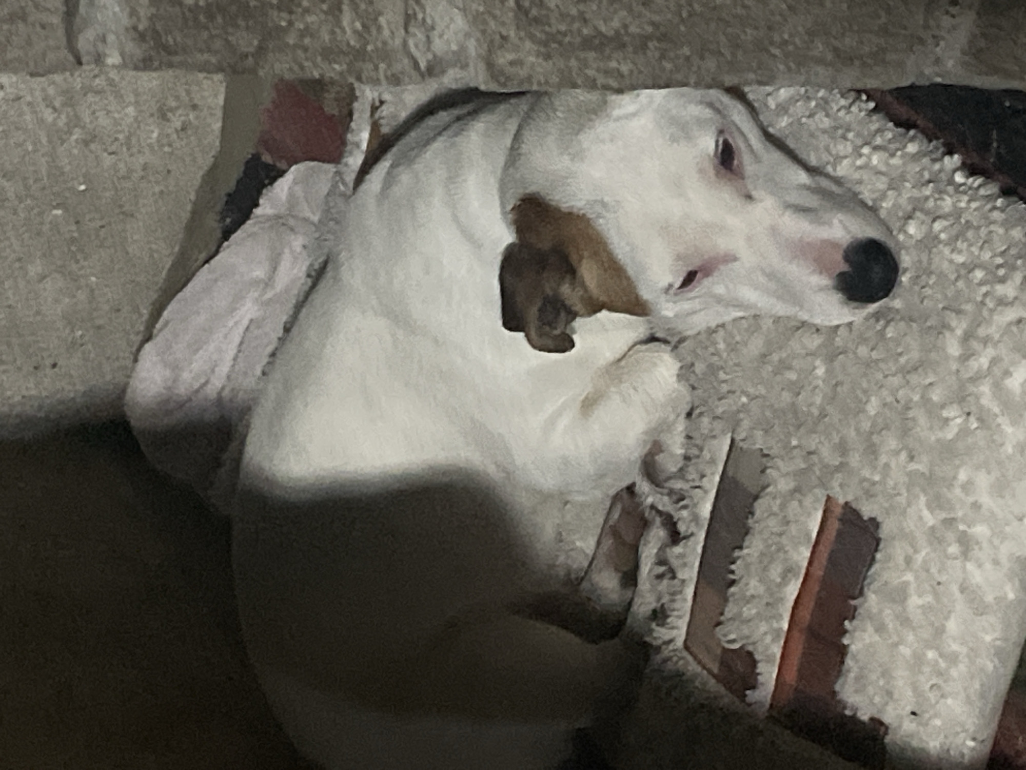 A white dog with tan markings on its head and ears lies on a fluffy rug. The dog appears to be resting, with its eyes partially closed and its head resting on its paws. The rug is light-colored and textured, with some dark brown and red stripes visible underneath. The background is dimly lit and appears to be an indoor space, possibly a corner of a room. There are no people visible in the image, and no specific location in Velingrad, Bulgaria can be identified from the visual evidence.