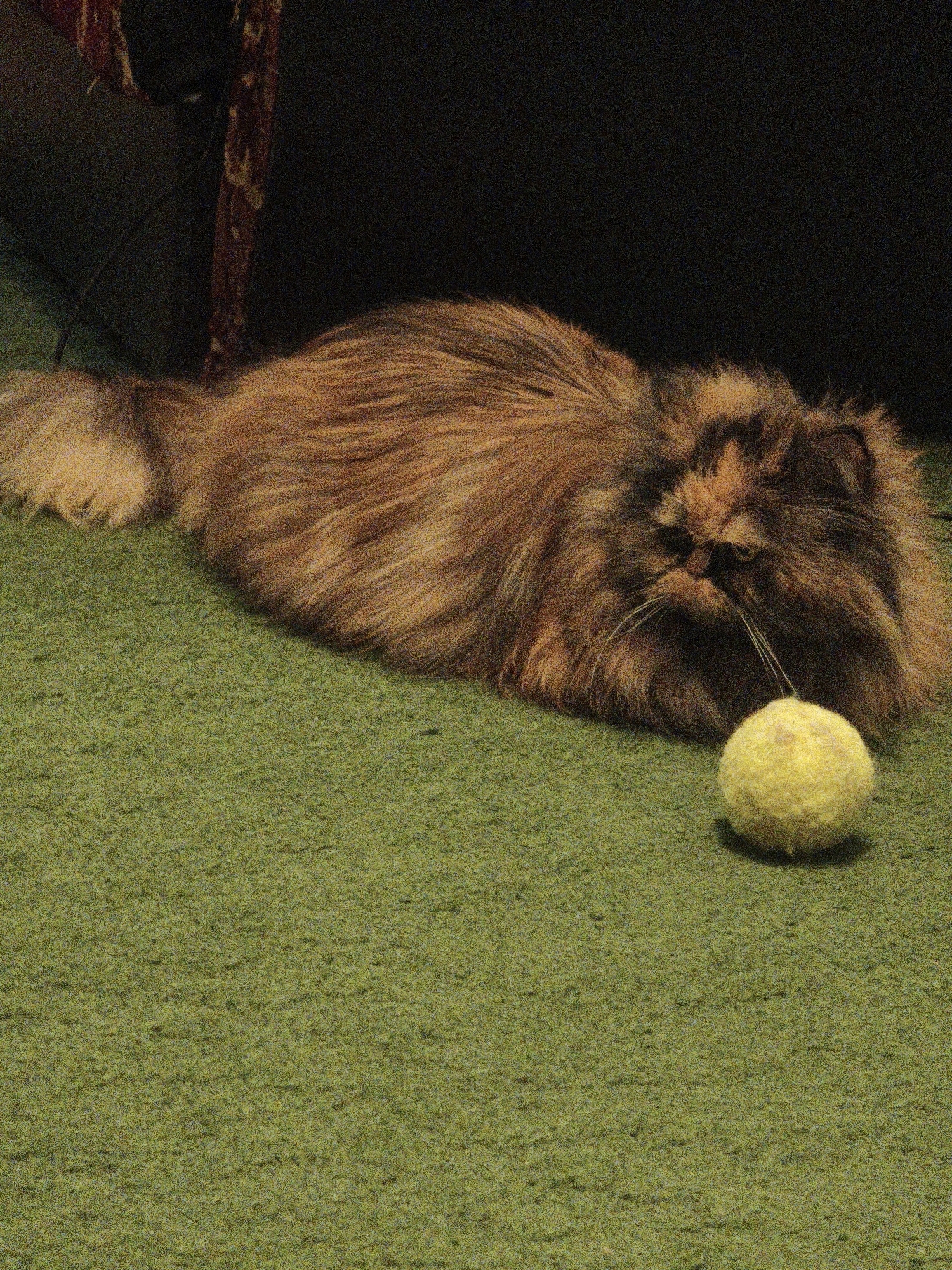 A long-haired cat with brown and black fur is lying on a green carpet next to a yellow tennis ball. The cat's head is facing forward, and its eyes are partially closed. Its fur is fluffy and appears to be groomed. The tennis ball is slightly fuzzy and worn. The background is dark and out of focus, with what appears to be furniture or a wall. The lighting is dim.