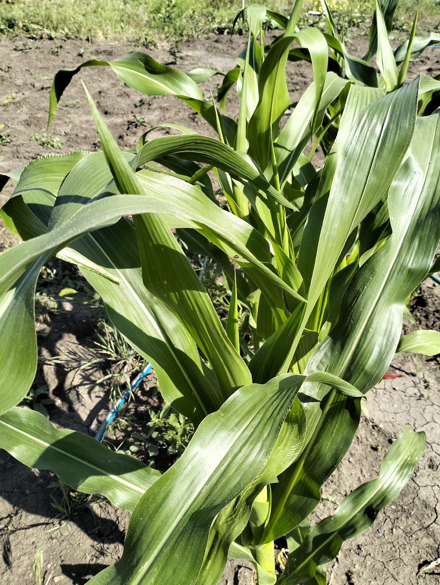 A close-up, eye-level, outdoor shot shows a patch of green corn stalks in dry, cracked dirt under a bright sun. The corn stalks are vibrant green with long, broad leaves that are catching the sunlight and casting shadows on the ground. Some of the leaves are curled and bent, creating a dynamic texture in the foreground. In the background, out of focus, is more dry, dusty earth and sparse green vegetation. A small black insect is visible on one of the corn leaves in the upper left quadrant. A blue and white cord runs along the ground in the lower left quadrant. The scene appears to be in a rural or garden setting, possibly a farm field or backyard garden.