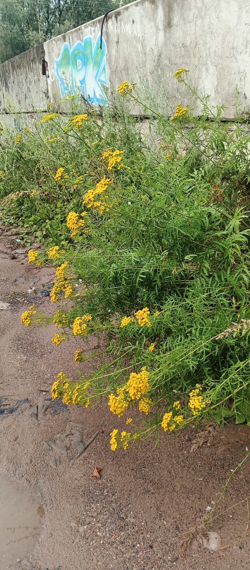 The image shows a patch of bright yellow flowers growing in front of a concrete wall with graffiti. The wall appears to be weathered and possibly part of a city infrastructure. The ground in front of the wall is a mixture of dirt and gravel, with some damp patches. The overall scene suggests an urban environment, possibly a neglected area, with nature finding a way to grow despite the concrete and graffiti. The flowers are abundant and seem to be a dominant feature in the foreground. The graffiti on the wall includes blue and green lettering. The overall impression is one of urban decay juxtaposed with natural growth. Without additional information or context, it is impossible to definitively place this image in a specific location within Izhevsk, Russia, as such scenes can be found in many cities.