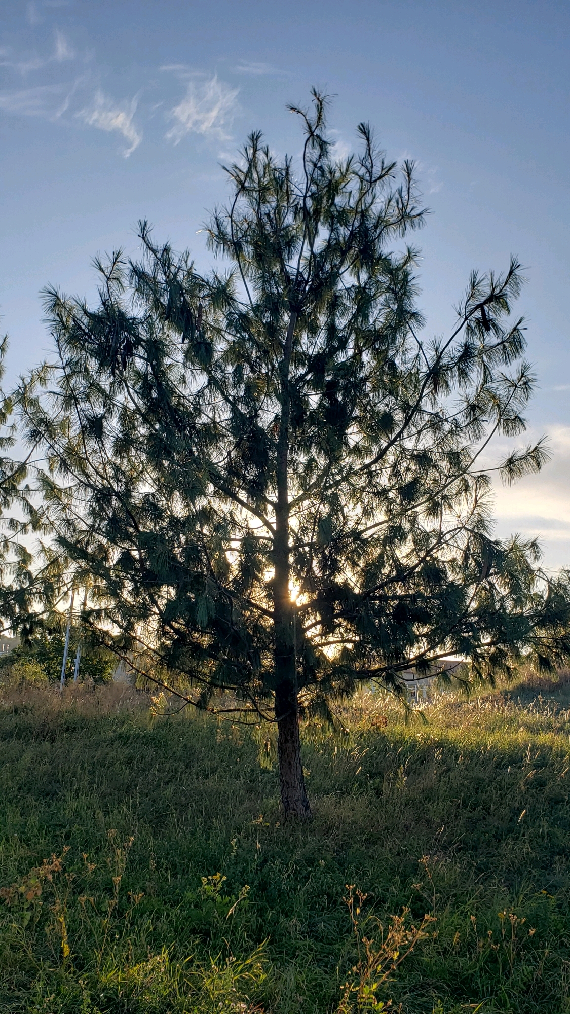 The image depicts a solitary pine tree set against a backdrop of a hazy blue sky with wispy clouds. The sun is low in the sky, casting a warm glow that filters through the tree's branches, creating a dappled lighting effect on the surrounding tall green grass. In the distance, a glimpse of a white structure, possibly a building or gazebo, is visible amidst the grassy landscape. The scene appears to be an open, natural area, likely on the outskirts of a city, given the hints of distant structures. The image does not contain any people or evidence of human activity beyond the distant structure. The location is identified as the city of Prešov, Slovakia, suggesting a park, field, or undeveloped area within or near the city limits.