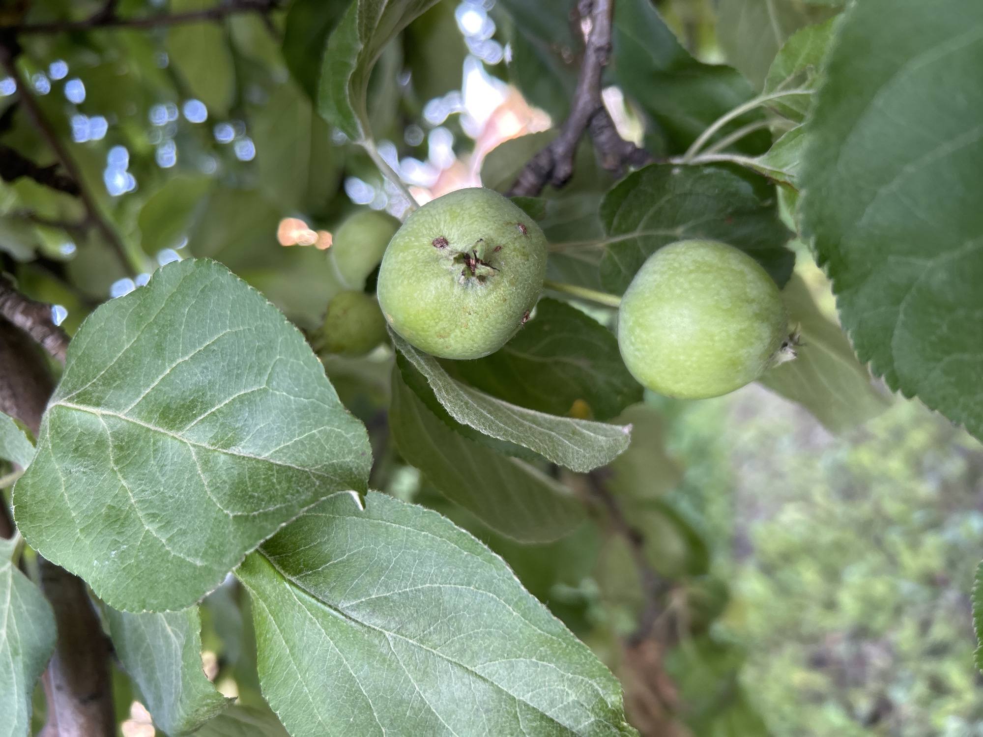 This is a close-up, eye-level, outdoor photograph of unripe apples on a tree branch. The apples are small, round, and green, with some slight discoloration and visible stems. Several large, green leaves with prominent veins surround the fruit. The background is blurred, showing a mix of green foliage and bokeh highlights, suggesting sunlight filtering through the leaves. The image appears to have been taken in a natural setting, possibly a garden or park. No specific location in Chaikovsky, Russia, can be identified from the visual information presented.