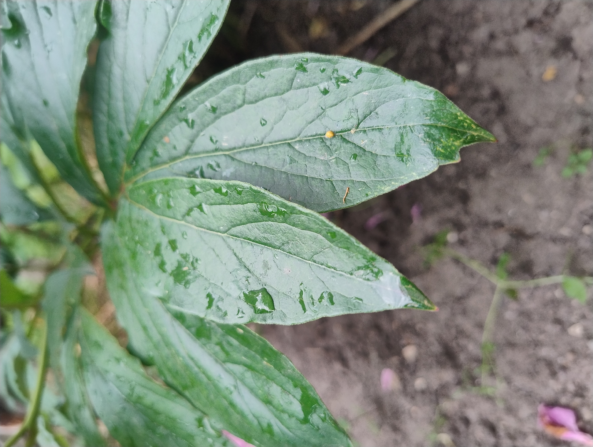 This is a close-up, low-angle outdoor photograph of dark green, wet leaves in the city of Unknown, Unknown. The leaves have visible water droplets on their surfaces and appear to be part of a plant with multiple lobes. The foreground shows the soil, which is a mix of dark brown and gray, with some small pebbles and a blurred green plant seedling. In the background, other leaves and plant stems are visible, also slightly out of focus. There is a small, round, yellowish-orange object, possibly an insect egg or a small berry, on the surface of one of the leaves. A few blurred pink petals are scattered on the soil in the lower left portion of the image. The lighting suggests an overcast or post-rain environment. There are no people or animals visible in the scene.