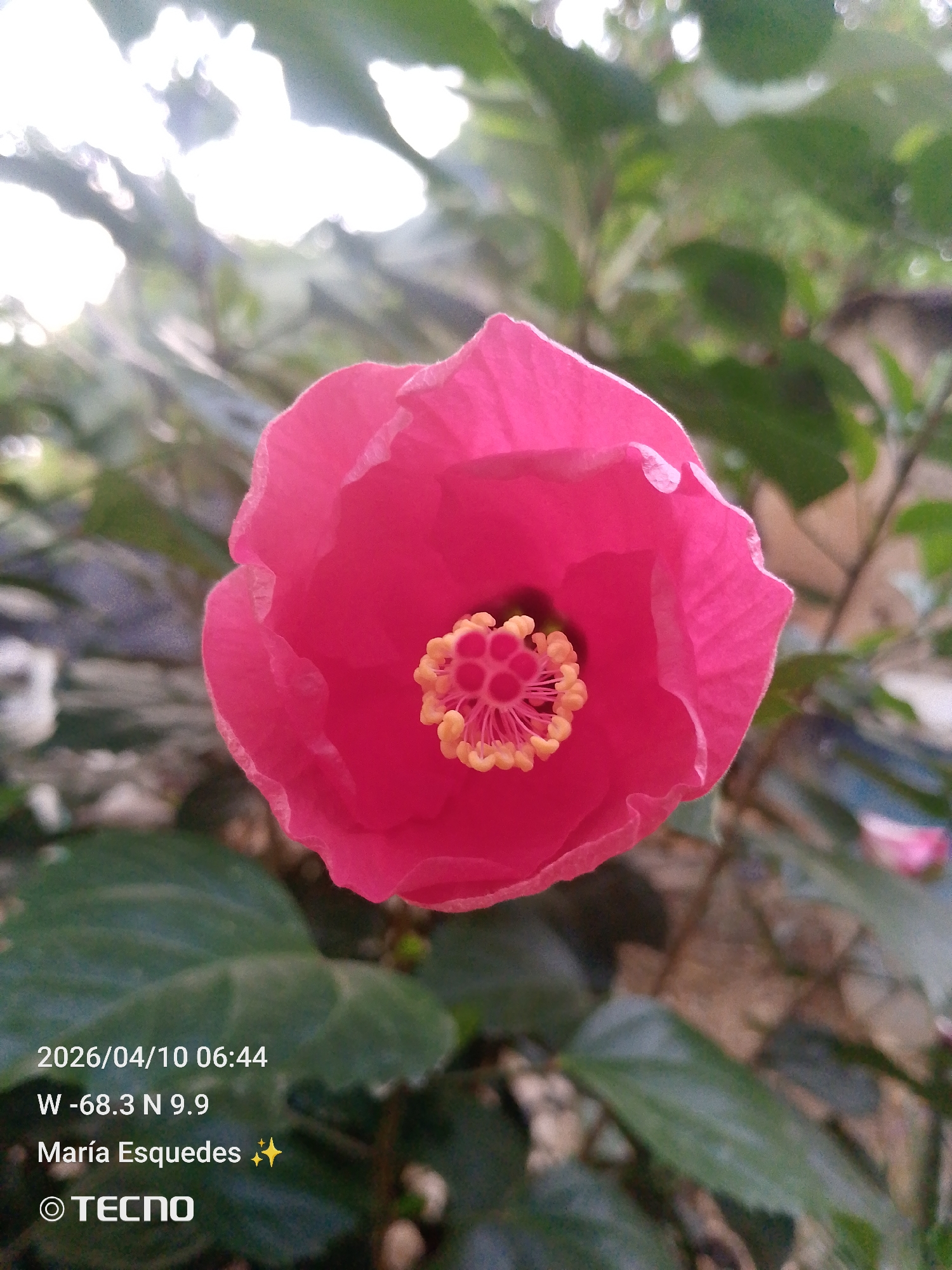 The image depicts a close-up view of a pink hibiscus flower in bloom. The flower's petals are a bright, vibrant pink, and its center features a prominent, yellow stamen. The flower is surrounded by green leaves. The lower portion of the image features text, indicating the image was taken on April 10, 2026, at 06:44, at the location W -68.3 N 9.9, attributed to María Esquedas. The image also bears the "TECNO" watermark. The location refers to Tinaquillo, Venezuela.
