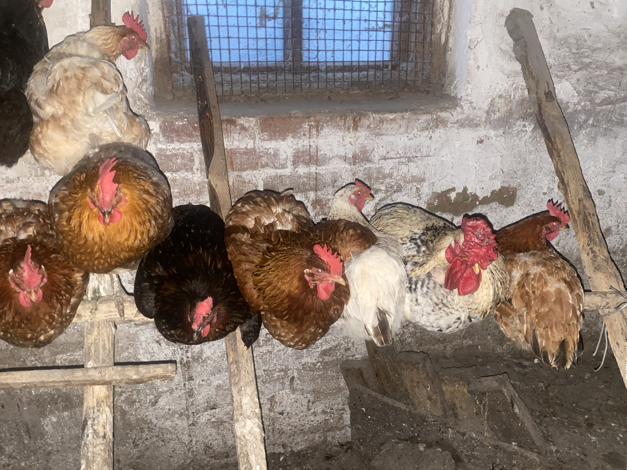 The image depicts a group of chickens roosting indoors. There are approximately ten chickens of various breeds and colors, including brown, black, white, and speckled. They are perched on wooden beams and a ladder-like structure, likely within a coop. The background includes a whitewashed brick wall with a window covered by a wire mesh. The environment appears to be a dimly lit, enclosed space. There is no indication of the specific location of Ustyvytsia, Ukraine within the image.