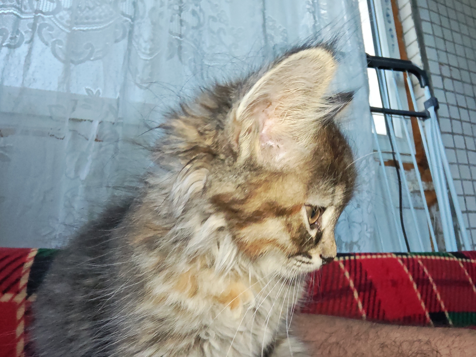 The image shows a close-up side profile of a tabby kitten with fluffy fur and large ears. The kitten is looking down and to the right. The background is out of focus and includes a light blue, lacy curtain, a window with white blinds, and a tiled wall. The kitten is resting on a surface covered with a red, black, and green plaid fabric, and a person's arm with dark hair is visible underneath. There are no identifiable landmarks that would indicate the city of Tolyatti, Russia.