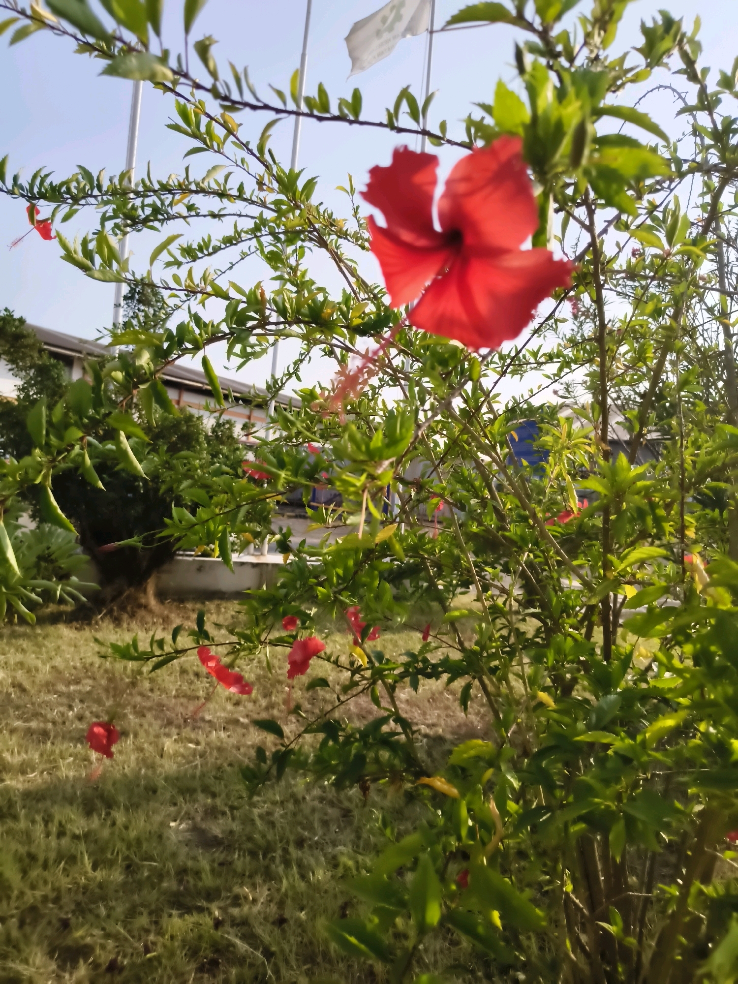 A close-up, eye-level shot shows a bright red hibiscus flower in the foreground, slightly out of focus, with its delicate stamen extended. The flower is part of a green leafy bush that dominates the frame, with more red hibiscus flowers and buds visible throughout the foliage. The background is blurred, revealing a patch of dry, yellowish-green grass, a building with a light-colored facade and some windows, and a bright blue sky. The image appears to have been taken outdoors, likely in a garden or park setting in Salira, Indonesia.