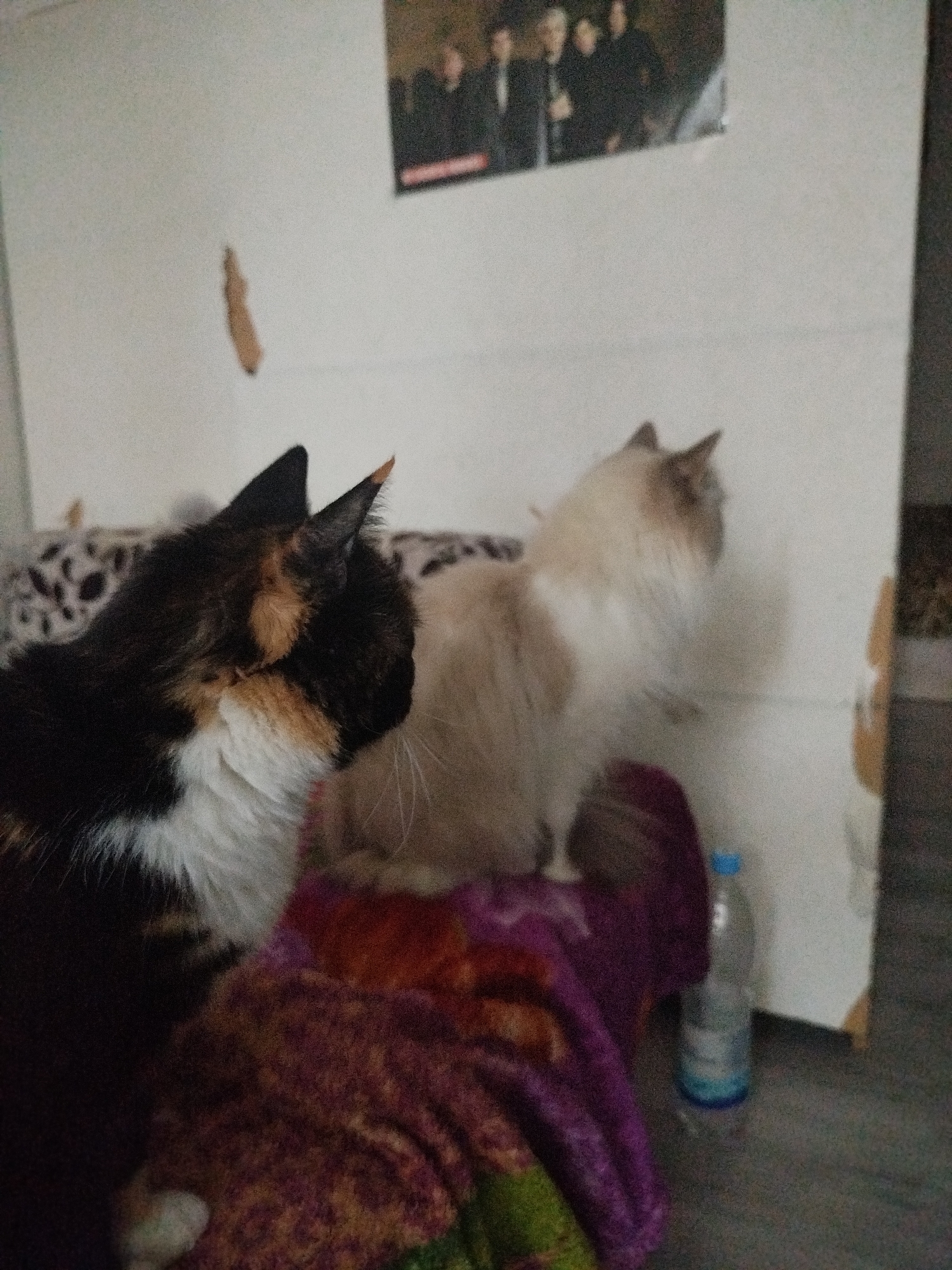 The image shows two cats in an indoor setting. One is a calico cat with black, white, and orange markings, and the other is a light brown and white long-haired cat. They are both sitting on a multicolored blanket. A water bottle is visible on the floor next to the blanket. Behind the cats is a white wall with peeling paint and a framed picture hanging on it. The location is unknown.
