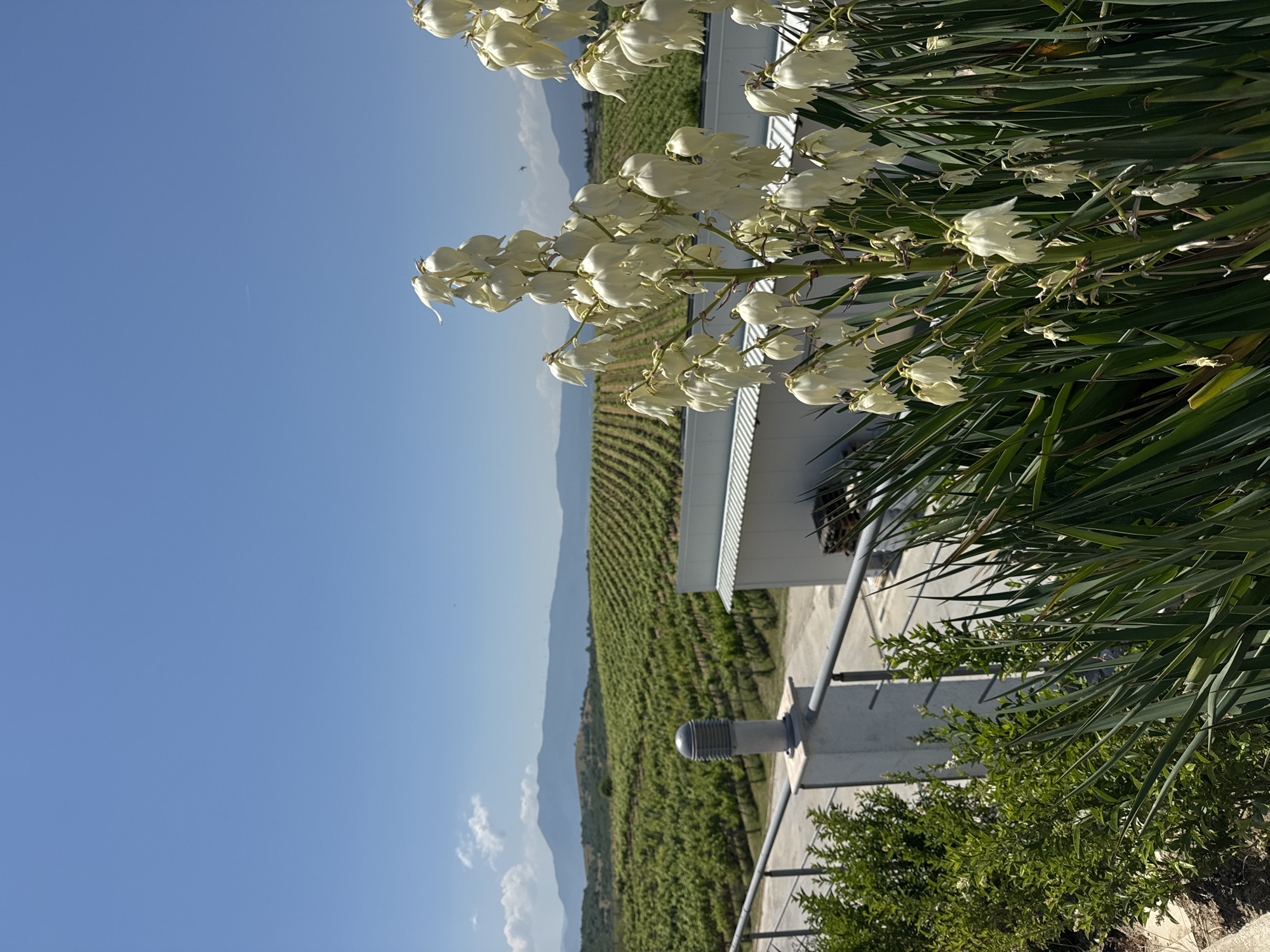 This detailed image captures a bright, sunny outdoor scene in Harsovo, Bulgaria, featuring a vineyard, distant mountains, and prominent foreground flora. In the immediate foreground on the right, a large Yucca plant dominates, displaying multiple tall stalks covered with numerous pendulous, bell-shaped white flowers. Its long, sword-like green leaves are visible at its base. To the left, a green hedge or bushes partially obscures the ground, which appears to be dry soil. A concrete pillar with a grey metal railing extends horizontally from the left, with a ribbed grey outdoor lamp fixture mounted atop the pillar. Beyond the railing, a paved surface is visible.
The midground features an extensive vineyard stretching across rolling hills under a bright blue sky. The grapevines are arranged in neat, parallel rows, showcasing lush green foliage. To the right of the vineyard, a modern, single-story white building with a light-colored, possibly corrugated metal, roof is situated, appearing functional rather than residential. In the background, a range of mountains with soft, hazy blue tones spans the horizon, indicative of atmospheric perspective. The sky above is largely clear and bright blue, with a few small, scattered white cumulus clouds, primarily on the left. A small dark speck, possibly a bird or insect, is visible in the upper right sky. No people or animals are present in the scene.