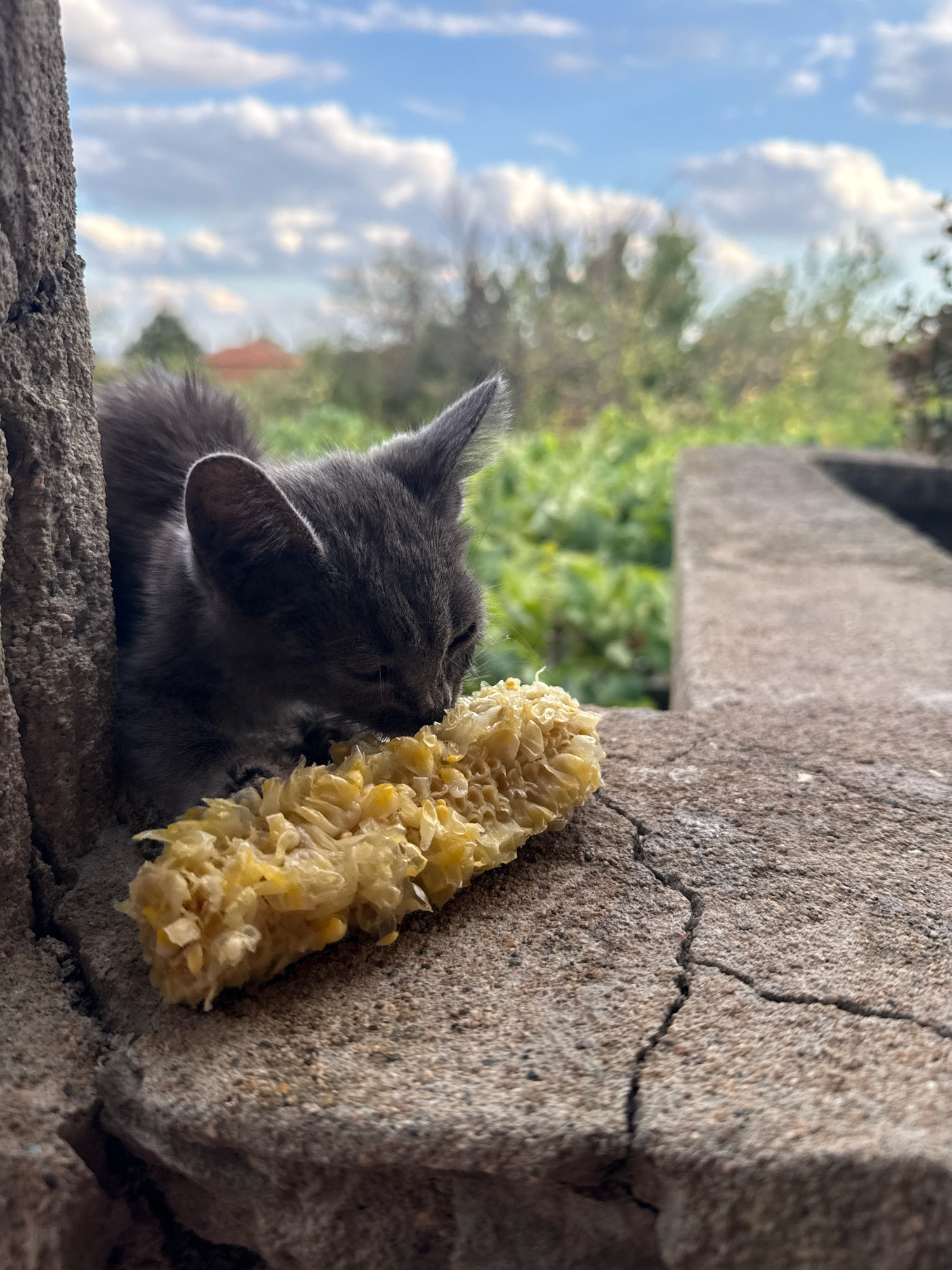 A gray kitten is eating a cob of corn, which is resting on a cracked concrete surface. The kitten is partially obscured by a textured, stone-like structure to its left. In the background, out of focus, is lush green foliage and a bright blue sky with scattered white clouds. The overall scene suggests an outdoor setting, possibly a backyard or patio area. The specific location in Ekzarh Antimovo, Bulgaria, is not evident from visual cues within the image.