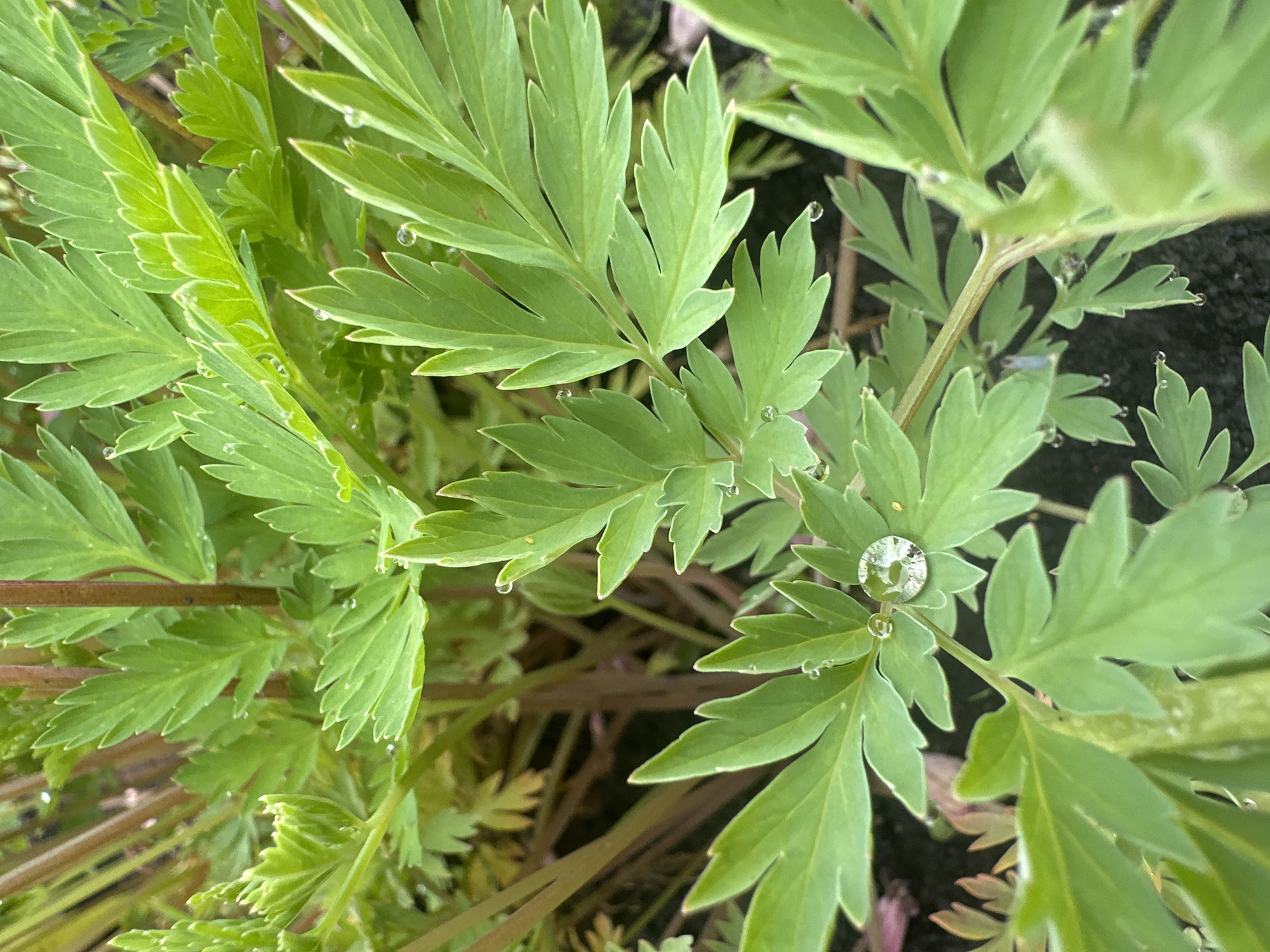 The image is a close-up, top-down view of bright green, feathery leaves of a plant, possibly a fern or a similar species. Several small water droplets are visible on the surfaces of the leaves, reflecting light. The background is a blurred mix of darker green leaves and reddish-brown stems, with dark soil visible at the bottom. The lighting suggests an outdoor environment, likely during the daytime. There are no people or animals present. The specific location of Yaroslavka, Russia, cannot be determined from the visual information in the image alone.