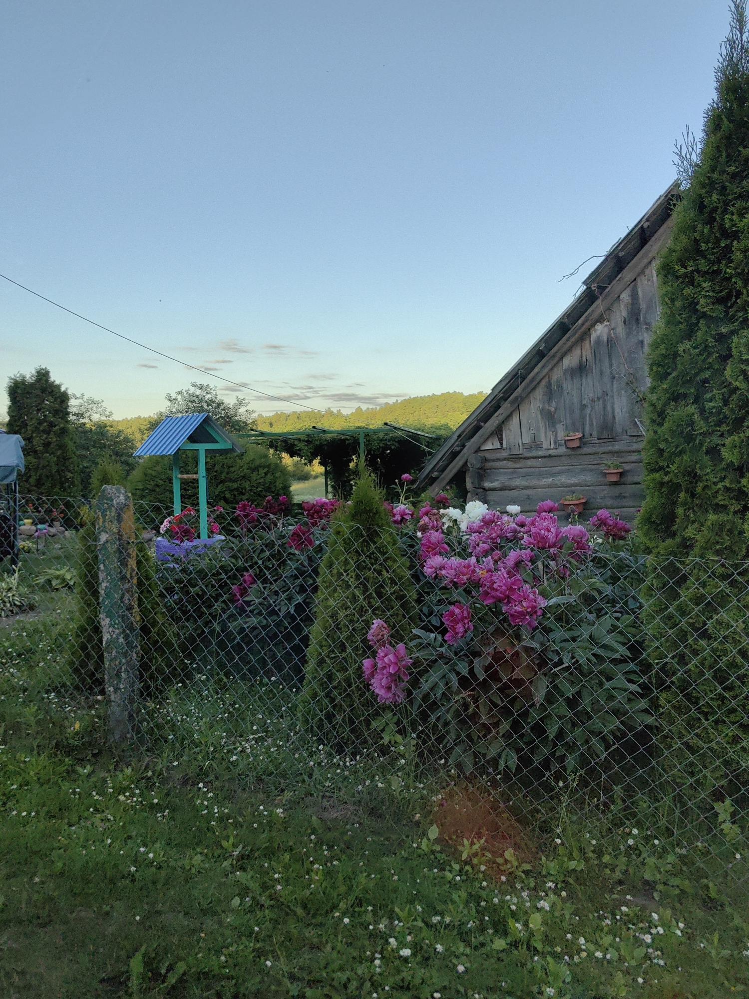 The image depicts a rural scene with a rustic wooden building, a well, and a flower garden. The building, possibly a shed or barn, is made of rough-hewn logs and has a steep, weathered roof. To the left of the building is a decorative well with a blue metal roof and green wooden supports. In front of the building and well, a lush garden is in bloom, featuring vibrant pink peonies and some white flowers. The garden is enclosed by a wire fence. The foreground shows a grassy area with scattered small white wildflowers and a rough concrete post. In the background, rolling green hills are visible under a clear blue sky with a few wispy clouds. The overall impression is one of a tranquil, natural setting. The scene is located in Дзямідавіцкі сельскі Савет, Belarus.