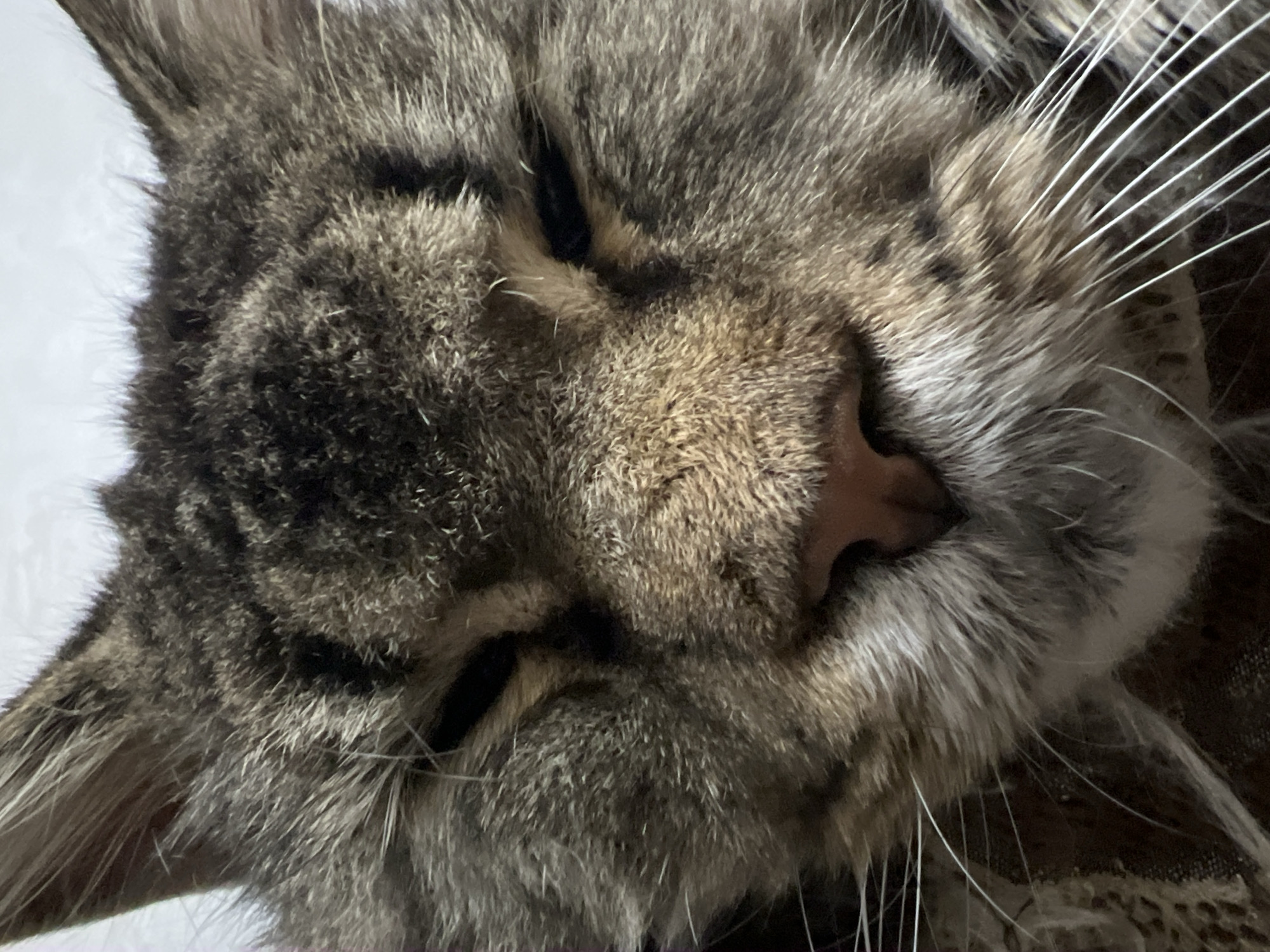This is a close-up, eye-level, overhead shot of a tabby cat sleeping. The cat's face is filling most of the frame, with its eyes closed and its nose and mouth slightly exposed. The cat's fur is a mix of grey, brown, and black stripes, and it has long white whiskers. The background is blurred and appears to be a light-colored surface on the left and a darker, textured surface on the right, possibly a blanket or piece of furniture. The lighting suggests it is indoors, and the overall mood is peaceful and serene, conveying the comfort of the sleeping animal. There is no visible text in the image.