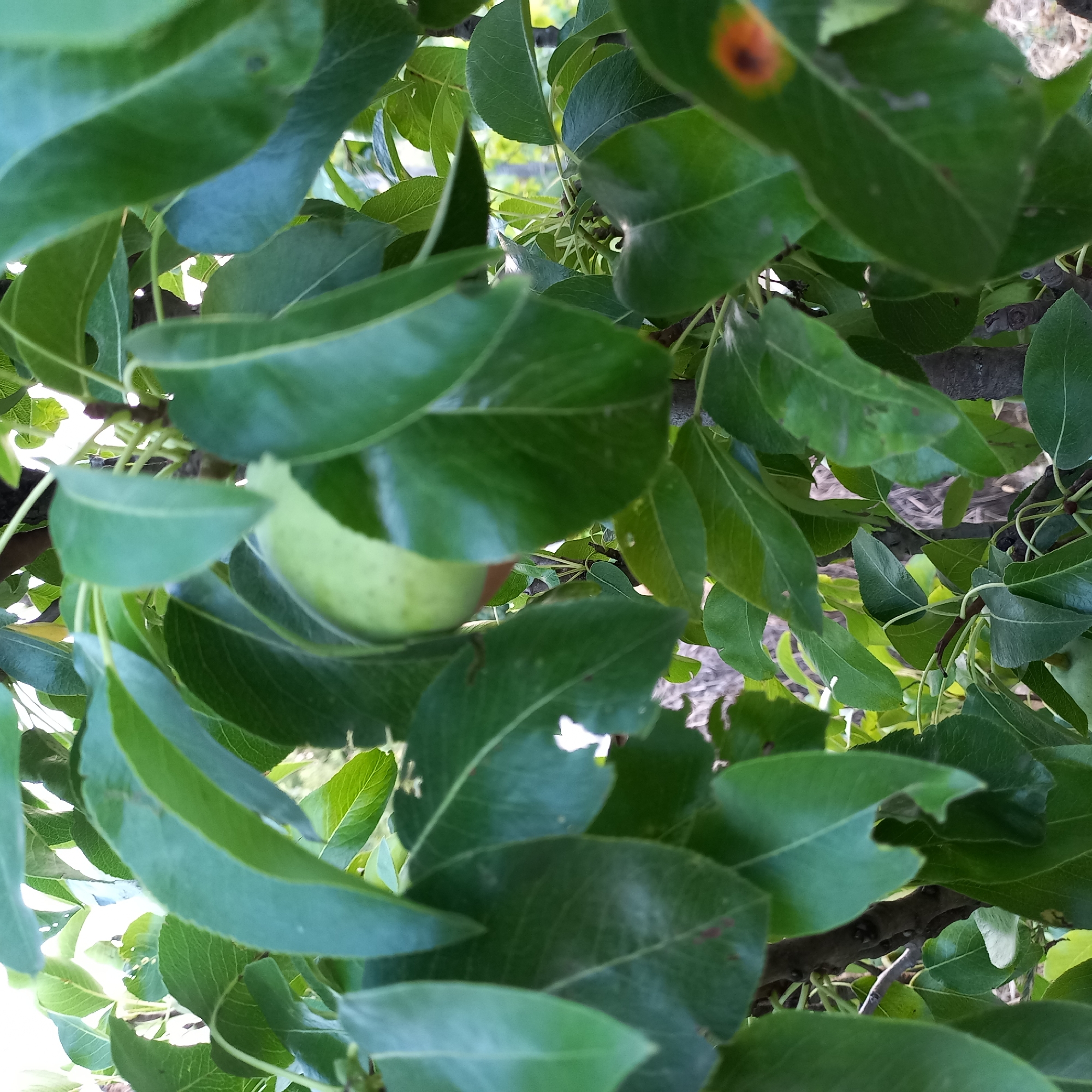 The image shows a close-up view of a pear tree with several green leaves and a small, unripe pear. The pear is located in the center of the image, partially obscured by leaves. The leaves are a vibrant green and appear healthy, with some showing signs of natural imperfections like small holes or blemishes. The background is blurred, but suggests an outdoor setting with other trees and foliage. The overall impression is one of natural growth and the early stages of fruit development. There are no people or any indication of human activity in the image. The image is not specific to Klyntsi, Ukraine, as there are no identifying landmarks or contextual clues.