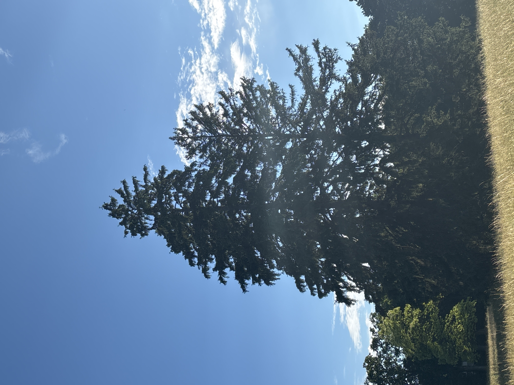The image depicts a sunlit meadow with tall, dark green evergreen trees dominating the center and right side. The sky is a bright, clear blue with sparse, wispy white clouds. In the background, to the left of the main trees, a lighter green deciduous tree is visible, with the dark foliage of other trees extending to the edges of the frame. The ground in the foreground is covered with dry, golden-yellow grass, illuminated by sunlight. There are no people or animals visible in the scene. The setting appears to be a park or natural landscape, possibly within the city of Bila Tserkva, Ukraine, given the context.
