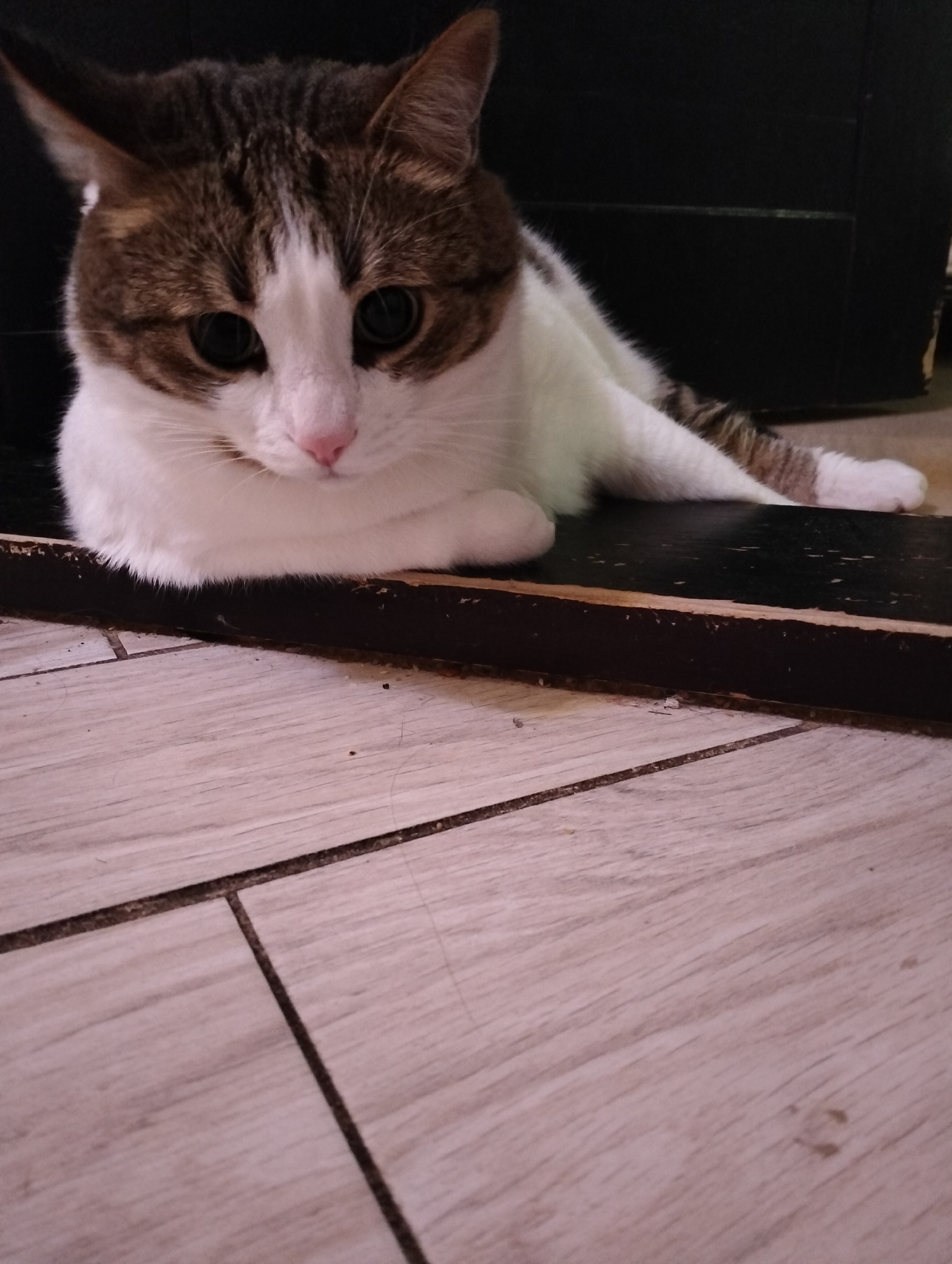 A cat with brown and white fur is lying on a dark, rectangular object on a light-colored, tiled floor. The background is dark, with a portion of what appears to be a piece of furniture visible. The cat has large, black eyes and a pink nose. The location is not discernible from the image.