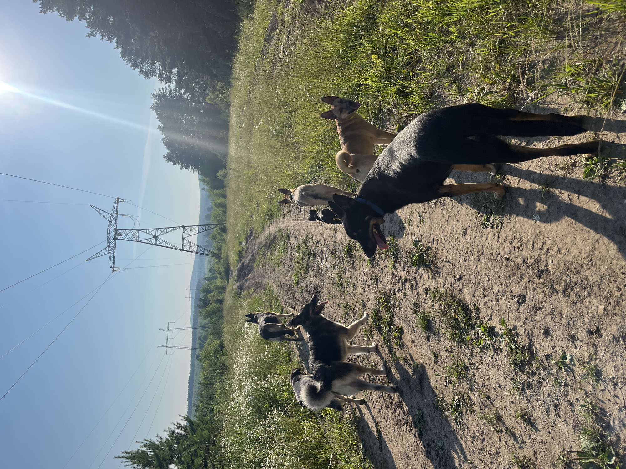 A group of dogs are walking on a dirt path next to a grassy field with trees in the background. The sun is shining, creating lens flares and casting long shadows. The dogs appear to be German Shepherds and a tan dog. They are walking in the same direction on the path. In the background, there are power lines and a transmission tower. The setting is a rural area, likely in Nizhny Tagil, Russia, given the context. The time of day is likely morning or late afternoon due to the low angle of the sun. The weather appears to be clear and sunny.