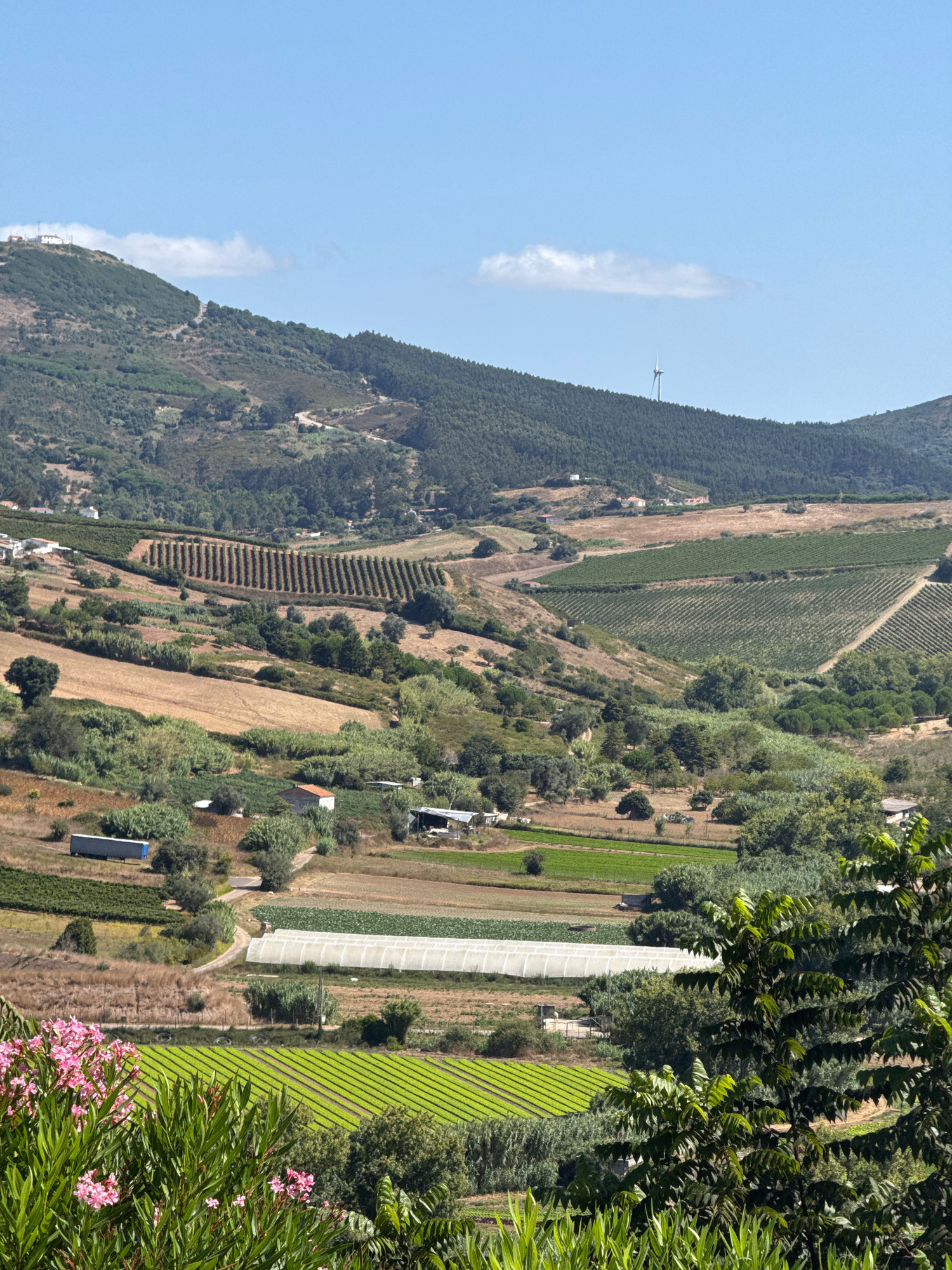 This is a landscape photograph of a rural area in Mafra, Portugal. The image depicts a hillside covered with vegetation, including trees and crops. Several fields are visible, with some appearing to be agricultural plots planted with rows of green vegetation. There are also some structures scattered across the landscape, including what appears to be a greenhouse, sheds, and houses. A wind turbine is visible in the distance on a hilltop. The sky is blue with some scattered clouds. The foreground features flowering bushes with pink blossoms. The overall scene suggests a cultivated rural environment with agricultural activity.
