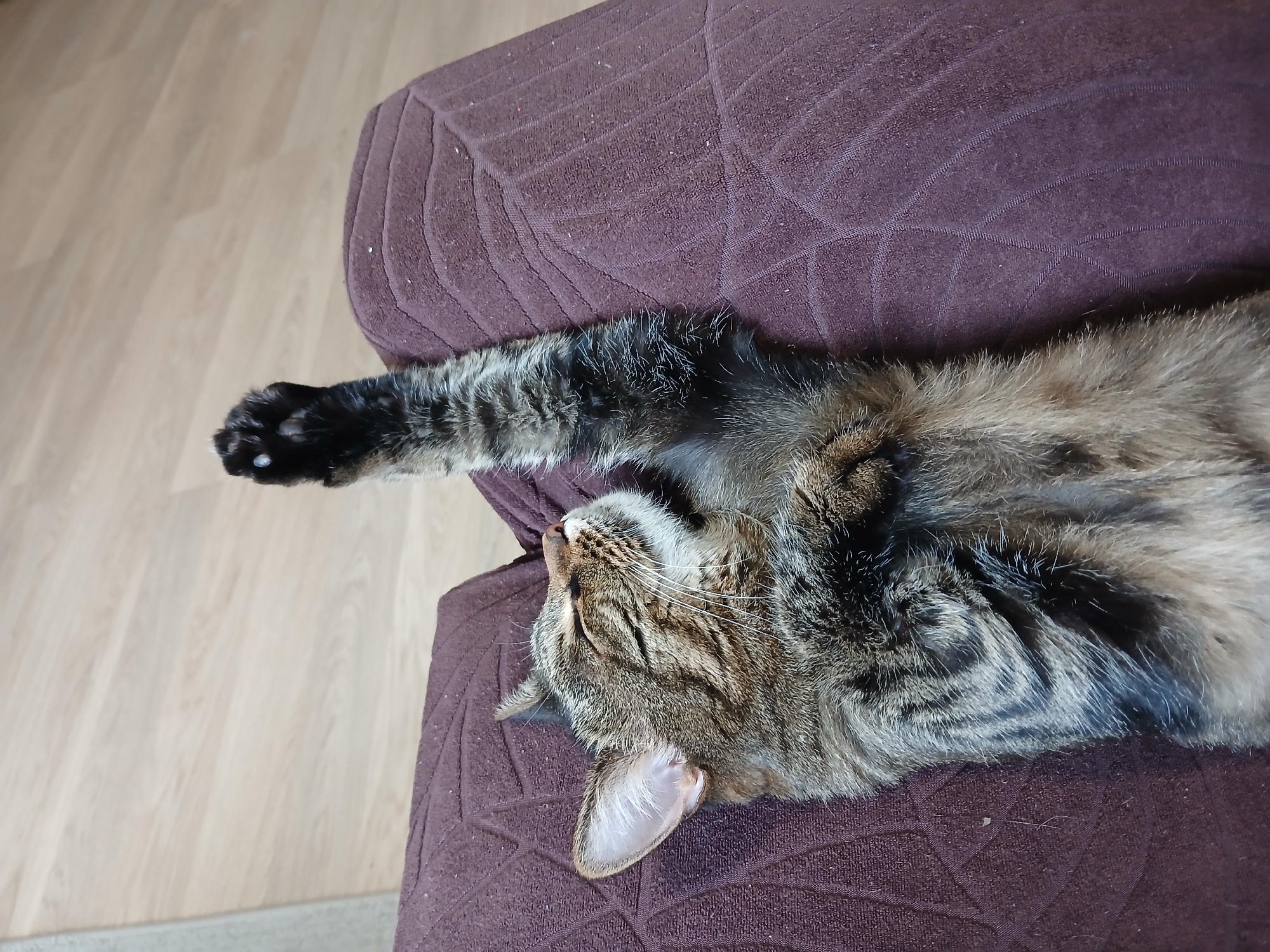 A tabby cat is lying on its back on a dark purple textured surface. Its eyes are closed, and its head is tilted back, with its mouth slightly open. One of its front paws is raised in the air, with its claws extended. The cat's fur is striped with brown, black, and gray. The background is a light-colored wooden floor. The image appears to be taken indoors, likely in a residential setting in Yekaterinburg, Russia.