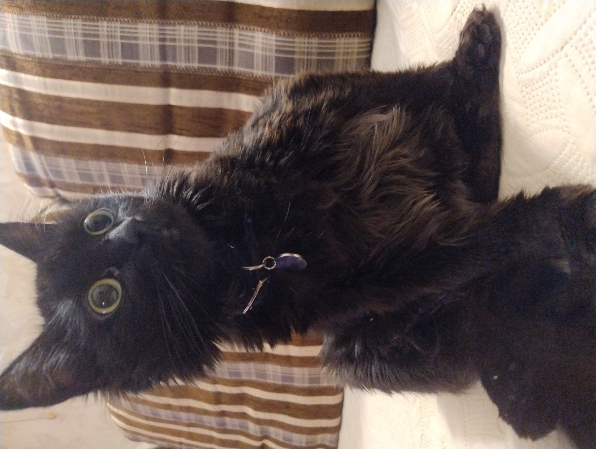 An upward-angle, medium shot features a black cat with large, light-green eyes and fluffy fur sitting on a white textured surface. The cat is looking upward and to the right with an alert expression, its ears perked. It wears a silver collar with a small, oval, dark-blue tag. Behind the cat are two pillows; the one on the left has vertical brown and white stripes, while the one on the right has a brown and white plaid pattern. The background is softly blurred, suggesting an indoor setting.