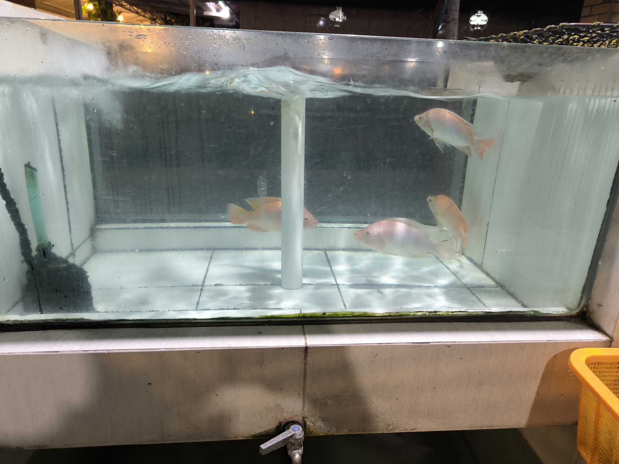 An indoor, possibly outdoor, covered, public space at night shows a rectangular, glass-fronted aquarium filled with water. The aquarium is approximately waist-high and contains four light pink fish. One fish is swimming towards the left side of the frame, two are near the center, and one is near the right side. The water is disturbed, creating ripples at the surface, and a white vertical support is visible in the center of the tank. The bottom of the tank is tiled with a white grid pattern. The exterior of the aquarium is supported by a light-colored, tiled structure. A metal faucet is attached to the front of the structure, and a yellow plastic basket is visible on the right side of the frame. The background is dark and appears to be a ceiling with some lighting fixtures, and hints of foliage.