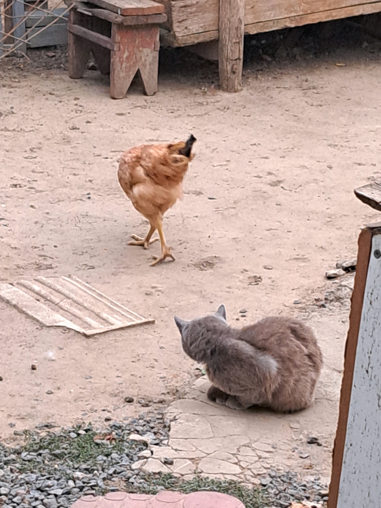 The image depicts an outdoor scene with a chicken and a cat on a dusty ground. In the background, there's a wooden structure that appears to be part of a rustic bench or table, with a fence behind it. The chicken, which is brown and white, is standing and facing away from the viewer. A gray cat is sitting on a stone slab, facing the chicken. The ground is a mix of dirt, small stones, and some patches of grass. The overall environment suggests a rural or semi-rural setting. The image does not provide information about the city of Vypasne, Ukraine, or its specific location within it.