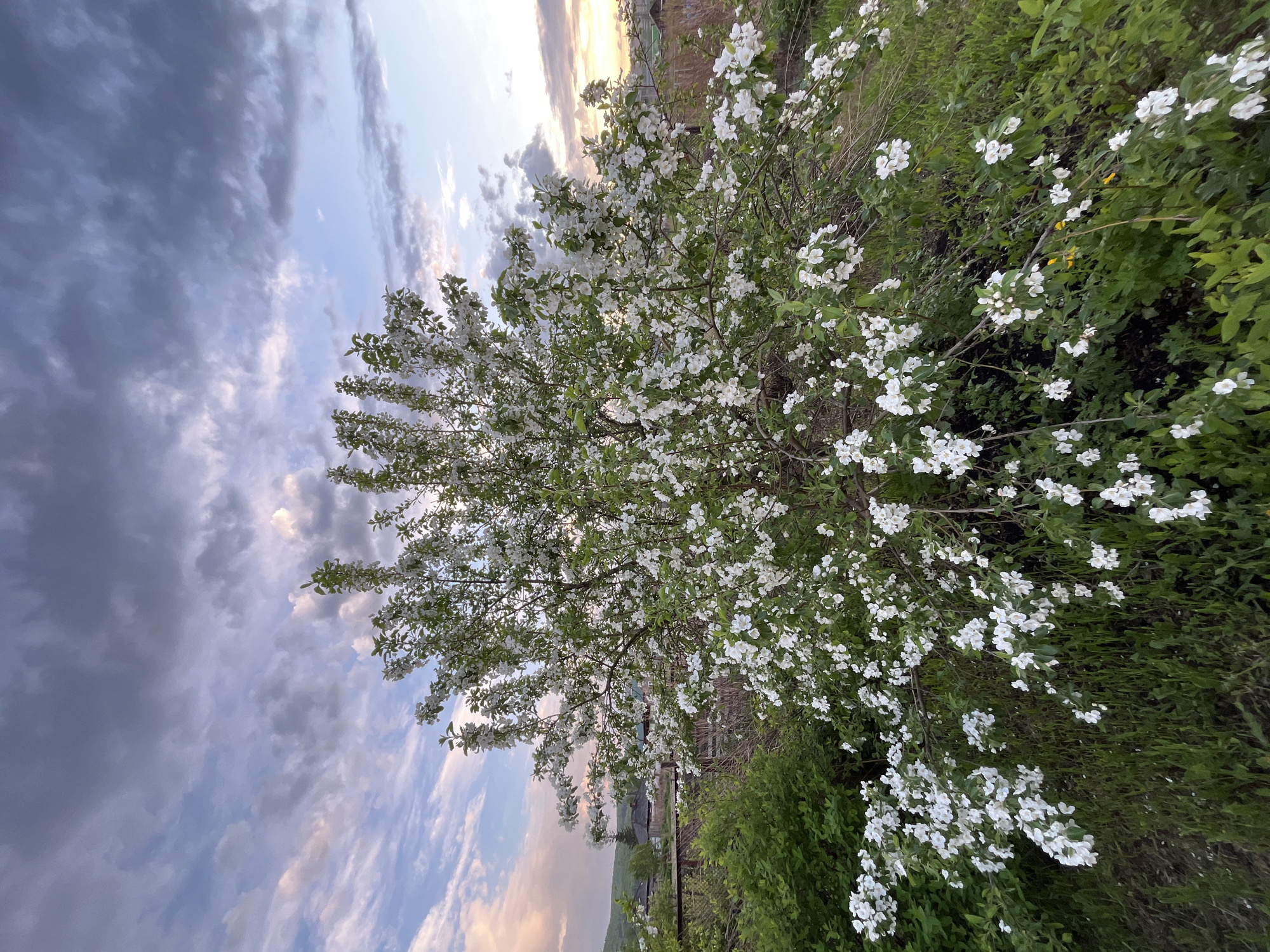 The image shows a blooming tree with white flowers, likely an apple or cherry tree, located in Зыково, Russia. The tree is positioned to the right of the frame, with its branches extending towards the left. In the background is a cloudy sky with hints of sunset colors. Below the tree, various green plants and grasses are visible. A fence and some houses can be seen in the distance, giving a sense of the rural setting.