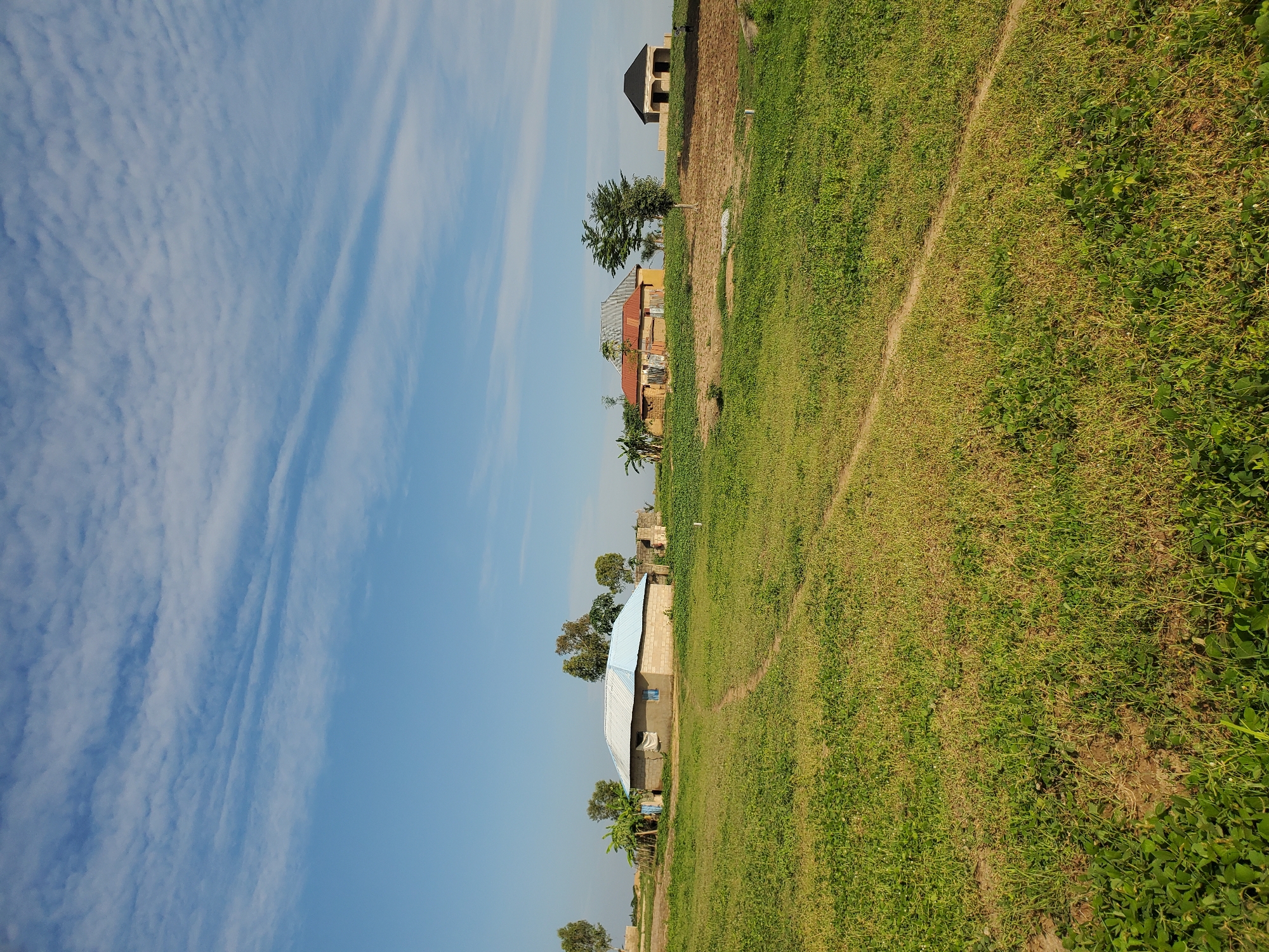 The image displays a rural landscape within the city of Winters, United States of America, under a clear blue sky adorned with scattered, elongated white clouds. The foreground is occupied by an expansive field covered predominantly in green vegetation, interspersed with areas of drier, lighter-colored growth and exposed soil. A narrow, winding dirt path traverses the field from the lower center, curving towards the left mid-ground.
In the mid-ground to the left, a single-story structure with light-colored concrete block walls and a light blue corrugated metal roof is visible. This building features small, dark-framed windows and doors. Several trees with green foliage, including some resembling banana plants, are situated around and behind this structure.
Towards the right mid-ground, on slightly elevated terrain, additional buildings are present. One features a reddish-orange corrugated metal roof and walls with a yellowish-brown tone. Adjacent to it, a structure under construction is observed, characterized by dark-colored arched openings and a dark roof. The ground in this section shows more exposed reddish-brown soil. A few tall, slender trees with green leaves are distributed among these buildings. No individuals are clearly discernible within the scene.