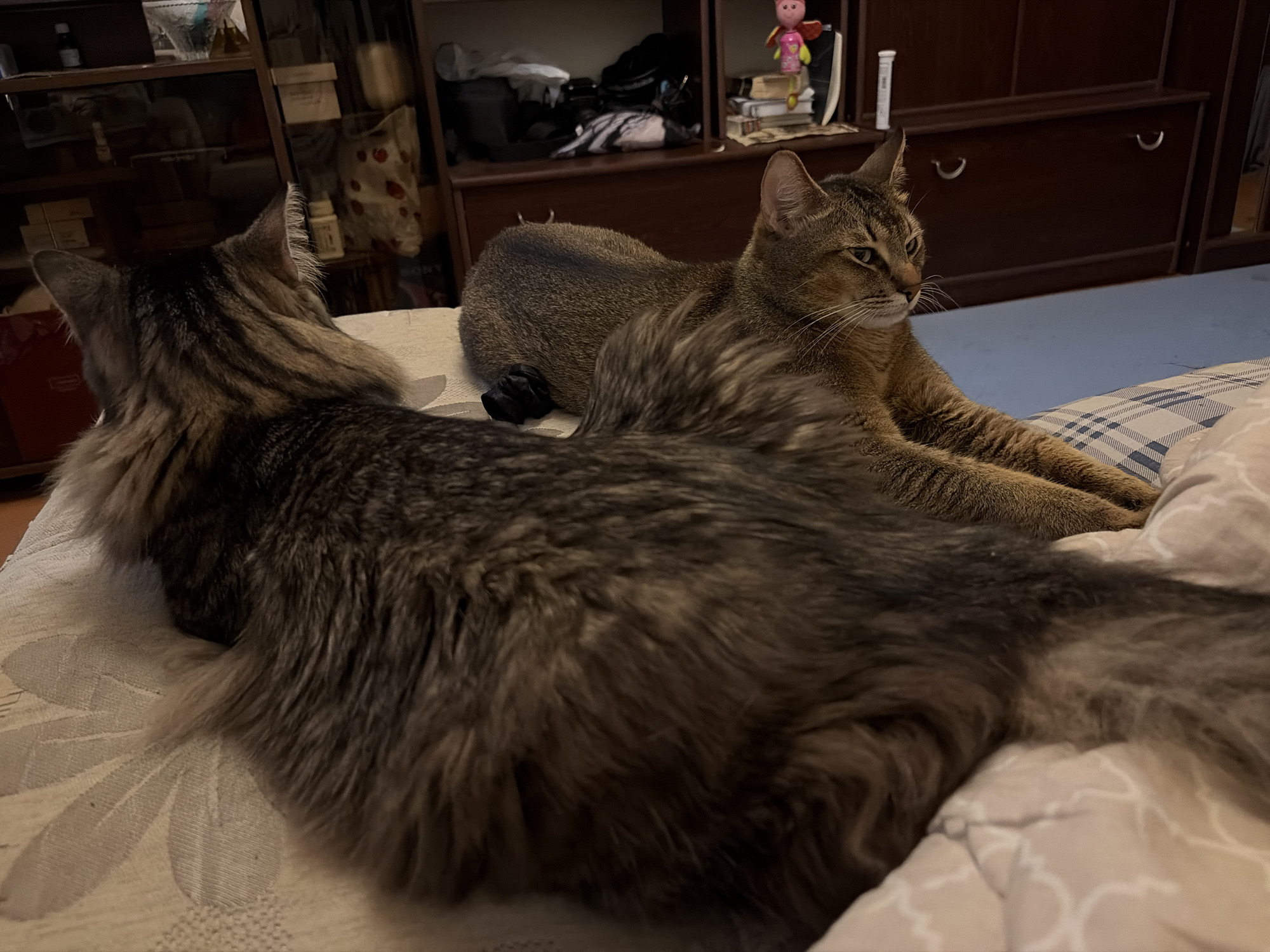 This media file features two cats resting on a bed. The cat in the foreground is a long-haired tabby with a fluffy tail, its back to the camera. The second cat, in the background, is a shorter-haired tabby with distinctive ear tufts, lying on its side and looking to the right.
The setting appears to be a bedroom. Behind the cats, a wooden dresser with drawers is visible, topped with various items including books, a doll, and what looks like some sort of bottle or container. A shelf unit with more items is also present. The cats are lying on bedding with a light-colored, patterned fabric. A blue and white checkered blanket or duvet is visible on the right side of the bed.
The lighting suggests it might be evening or nighttime, as the room is dimly lit, with the primary light source seeming to come from the left. There are no discernible weather cues. The overall mood is calm and relaxed, with the cats appearing comfortable.
There is no visible text in the image. The location context is Lyubertsy, Russia.