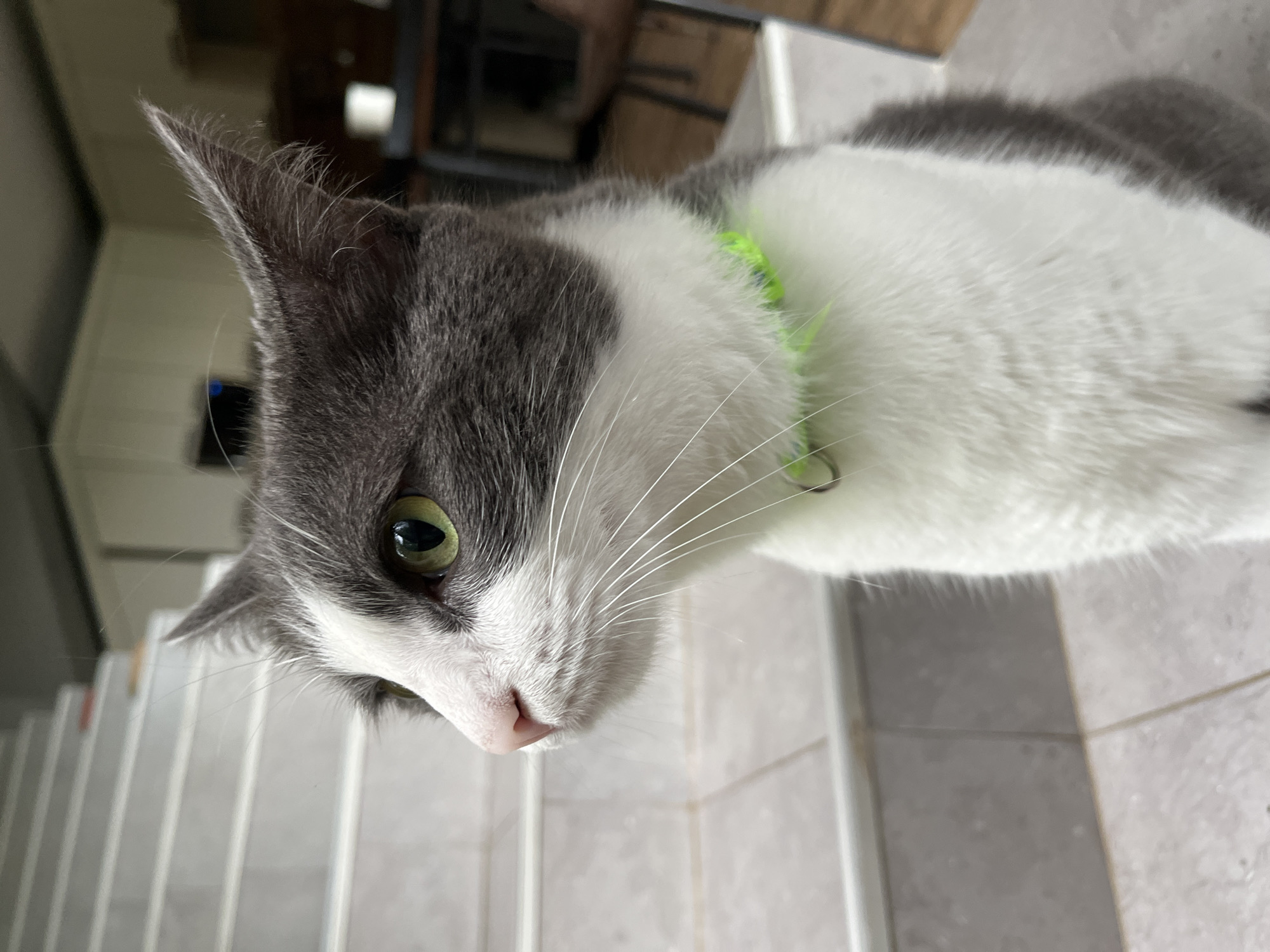 A close-up shot features a gray and white cat with striking green eyes, looking to the left. The cat is wearing a bright green collar. It is positioned on a tiled staircase, with the steps of the staircase visible behind it. In the background, a kitchen area with white cabinets and dark furniture is discernible. The image appears to have been taken indoors, likely in a residential setting in Ureki, Georgia.