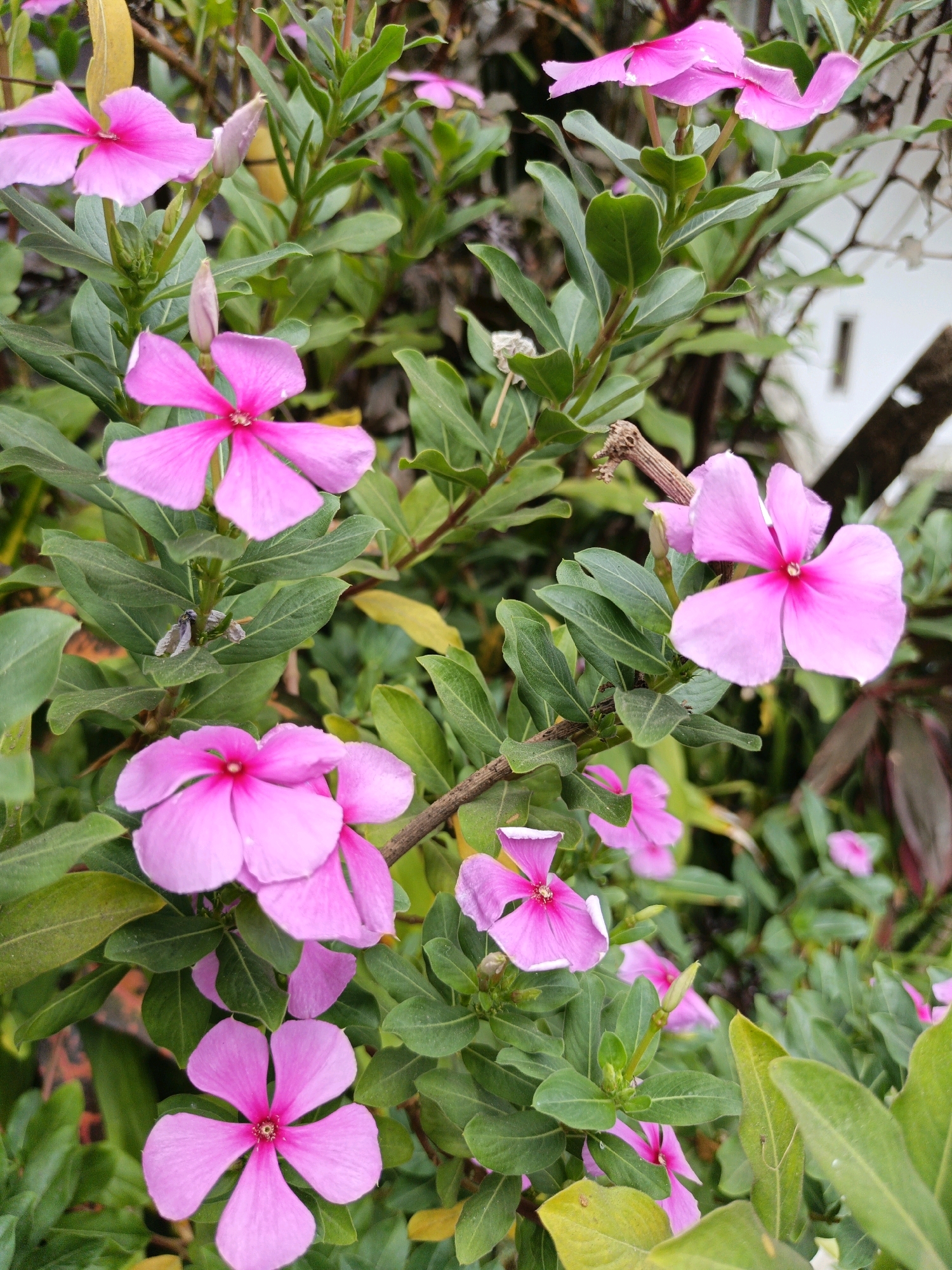 The image shows a close-up view of several pink Vinca flowers (Catharanthus roseus) with their five petals and dark pink centers. The flowers are surrounded by lush green foliage and some dry twigs. The lighting suggests it is daytime, possibly overcast or in a shaded area, as the colors are soft and there are no harsh shadows. The background is slightly blurred, indicating a shallow depth of field, with hints of a white structure and darker vegetation, possibly indicating an outdoor garden or park setting. The image is taken from a low angle, looking up into the flowering plant. There is no indication of human presence or activity in the scene. The image is consistent with being taken in Batu, Indonesia, a city known for its natural beauty and gardens.