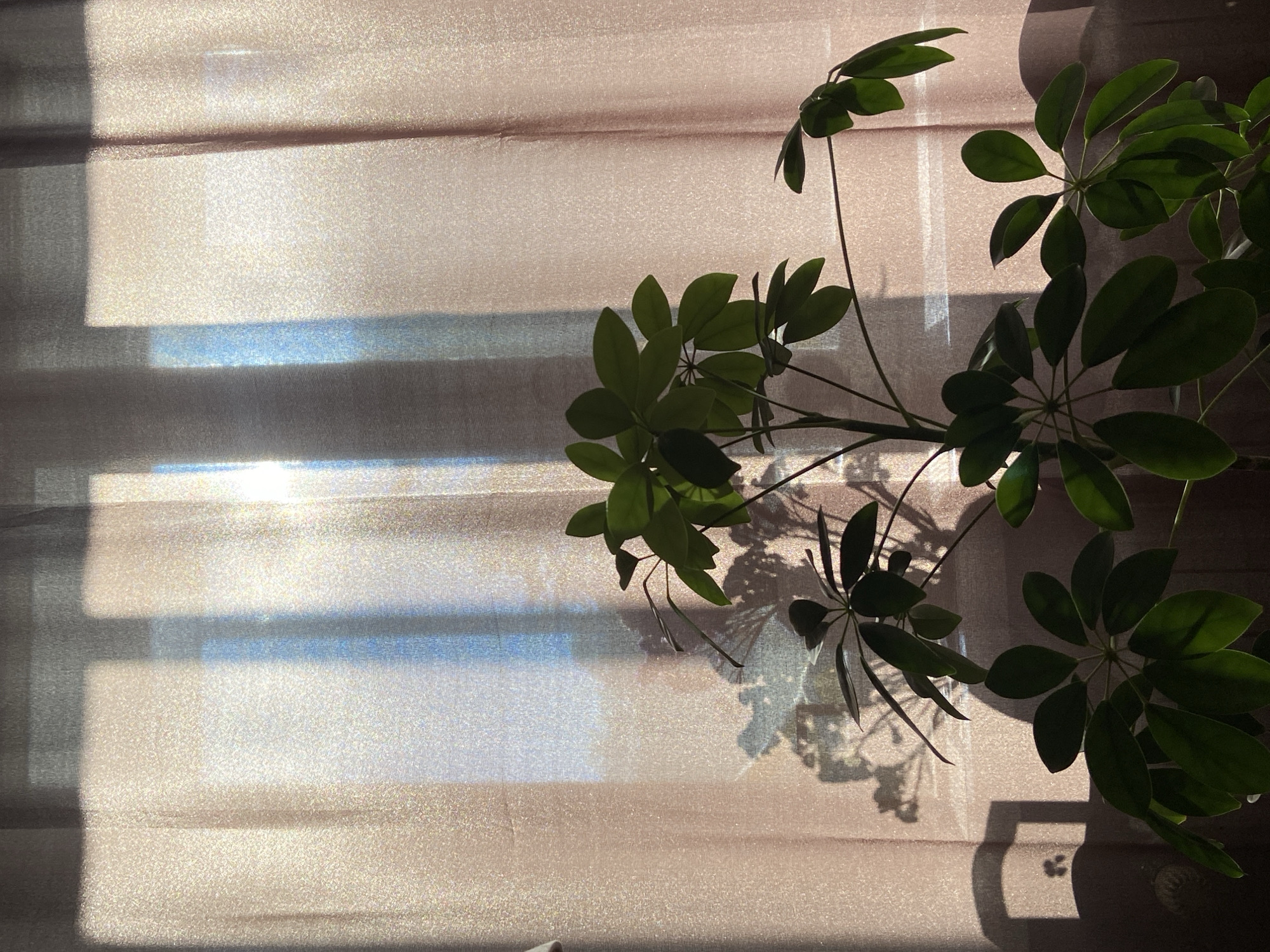 This image depicts the interior of a room with a window covered by sheer, light-pink curtains. Sunlight streams through the window, creating rectangular patterns of light and shadow on the fabric and casting the shadow of a leafy plant onto the curtains. The plant itself, a Schefflera, is in the foreground, with its green leaves and dark stems silhouetted against the illuminated background. The overall scene suggests a quiet, domestic setting, bathed in the warm light of either morning or late afternoon. The location in Brest, Belarus, is not discernible from the visual information provided in the image.
