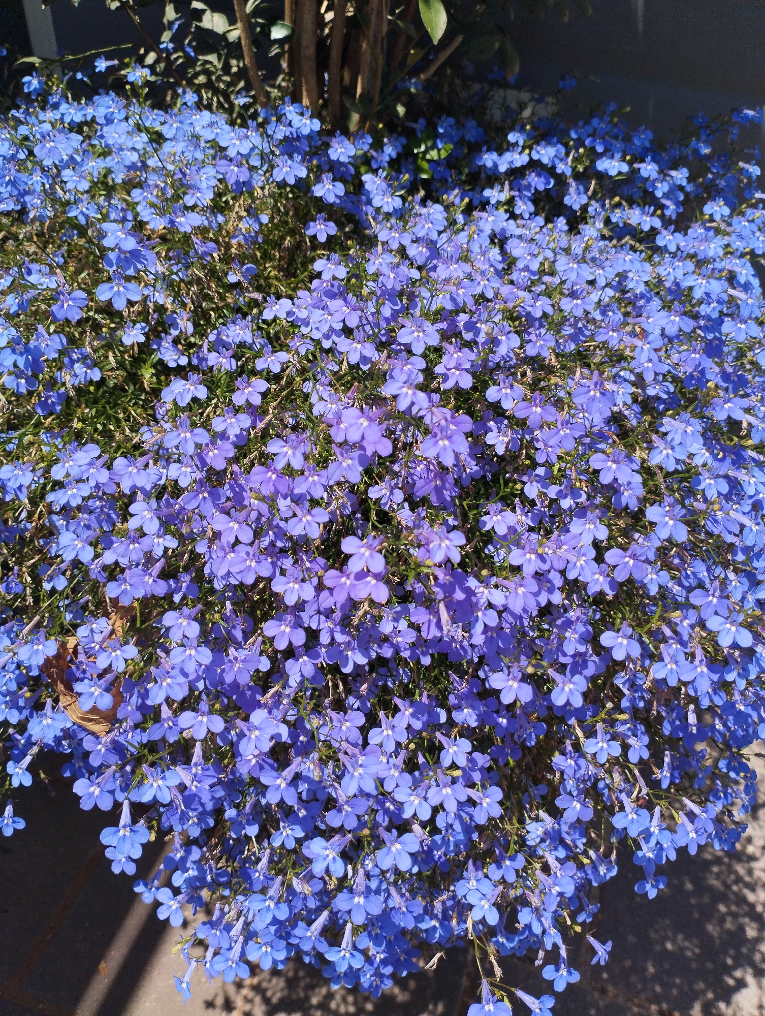 This media file is a close-up, upward-facing shot of a dense cluster of small, vibrant blue flowers. The flowers are delicate, with five petals each, and many have a lighter white or pale blue center. They are tightly packed together, creating a carpet of color. Some of the flowers are in full bloom, while others appear to be buds or just beginning to open. The stems and foliage are mostly obscured by the abundance of flowers, but a hint of green can be seen in the background.
The lighting suggests it is daytime, with sunlight casting shadows on the ground beneath the flowers, indicating a bright and sunny day. The shadows are sharp, hinting at a midday sun. The overall impression is one of lushness and natural beauty.
The setting appears to be an outdoor garden or planter. The blurred background hints at a vertical element, possibly a tree trunk or fence, and a darker, possibly grey or blue, structure above. The lower left corner of the image shows a portion of a planter edge and a rough, textured surface that could be brick or stone, with more shadows.
There is no visible text in the media file. The scene evokes a feeling of serenity and the vibrant beauty of nature, specifically a well-maintained flowering plant in bloom. The location context of Pardes Hana-Karkur, Israel, suggests a warm climate, which would be conducive to such abundant flowering.