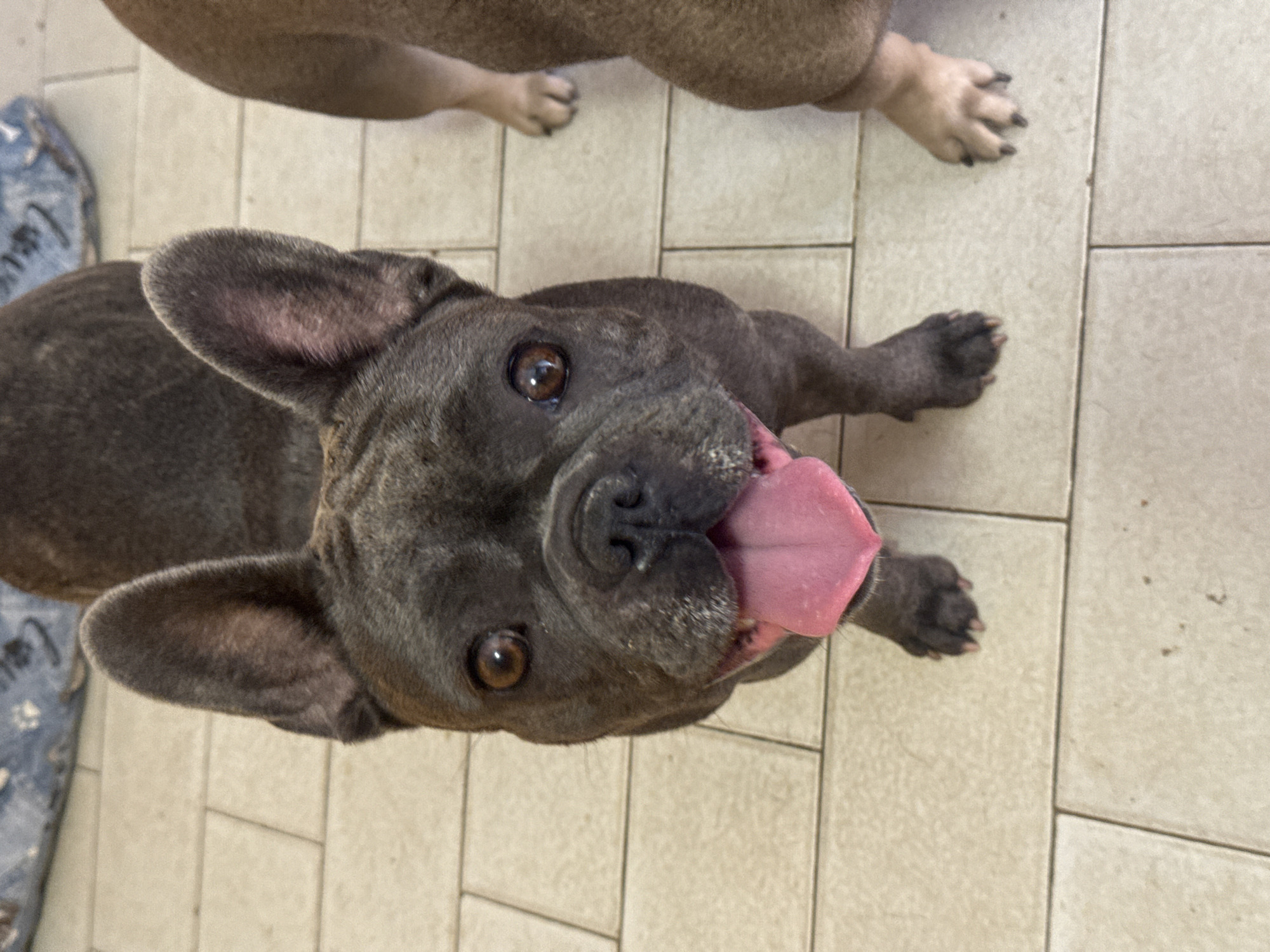 A close-up, eye-level shot shows a dark gray French bulldog panting with its pink tongue visible. The dog is on a light-colored tiled floor, and another dog, a lighter brown French bulldog, is partially visible on the right side of the frame. A blue patterned dog bed is in the background. The image was taken in San Benedetto del Tronto, Italy.
