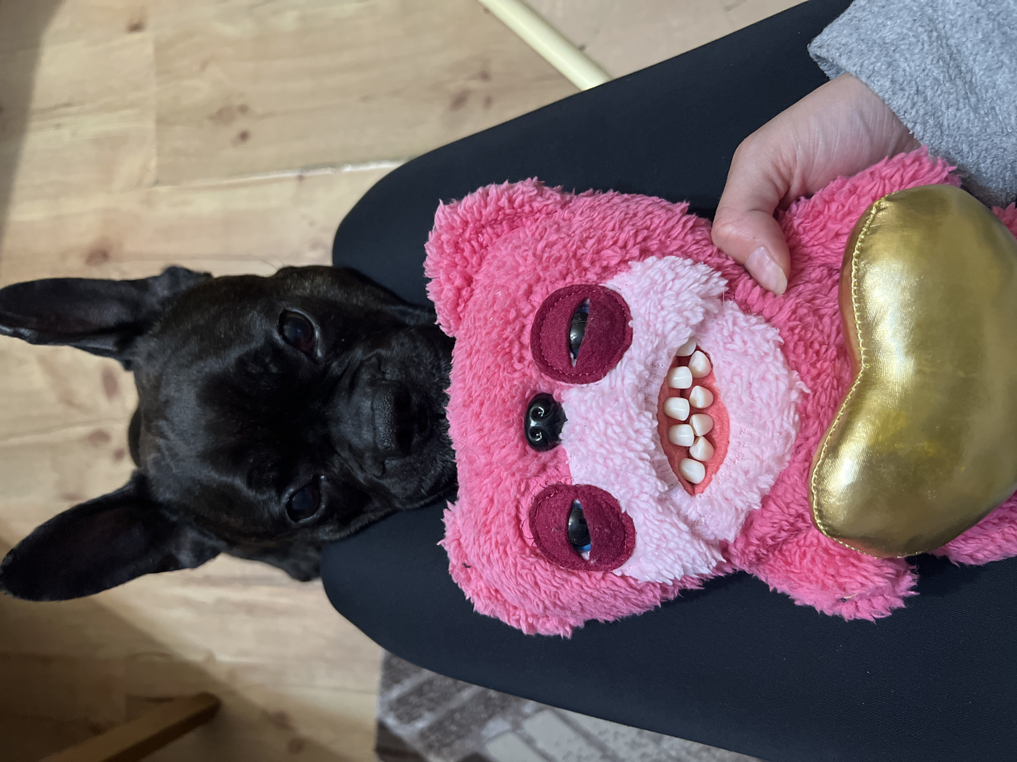 A close-up shot depicts a black French Bulldog resting its head on a person's lap, alongside a pink plush toy with visible teeth and a gold heart. The person's hand is holding the toy. The dog is looking towards the camera. The setting appears to be indoors with a wooden floor visible in the background. The location is Kableshkovo, Bulgaria.