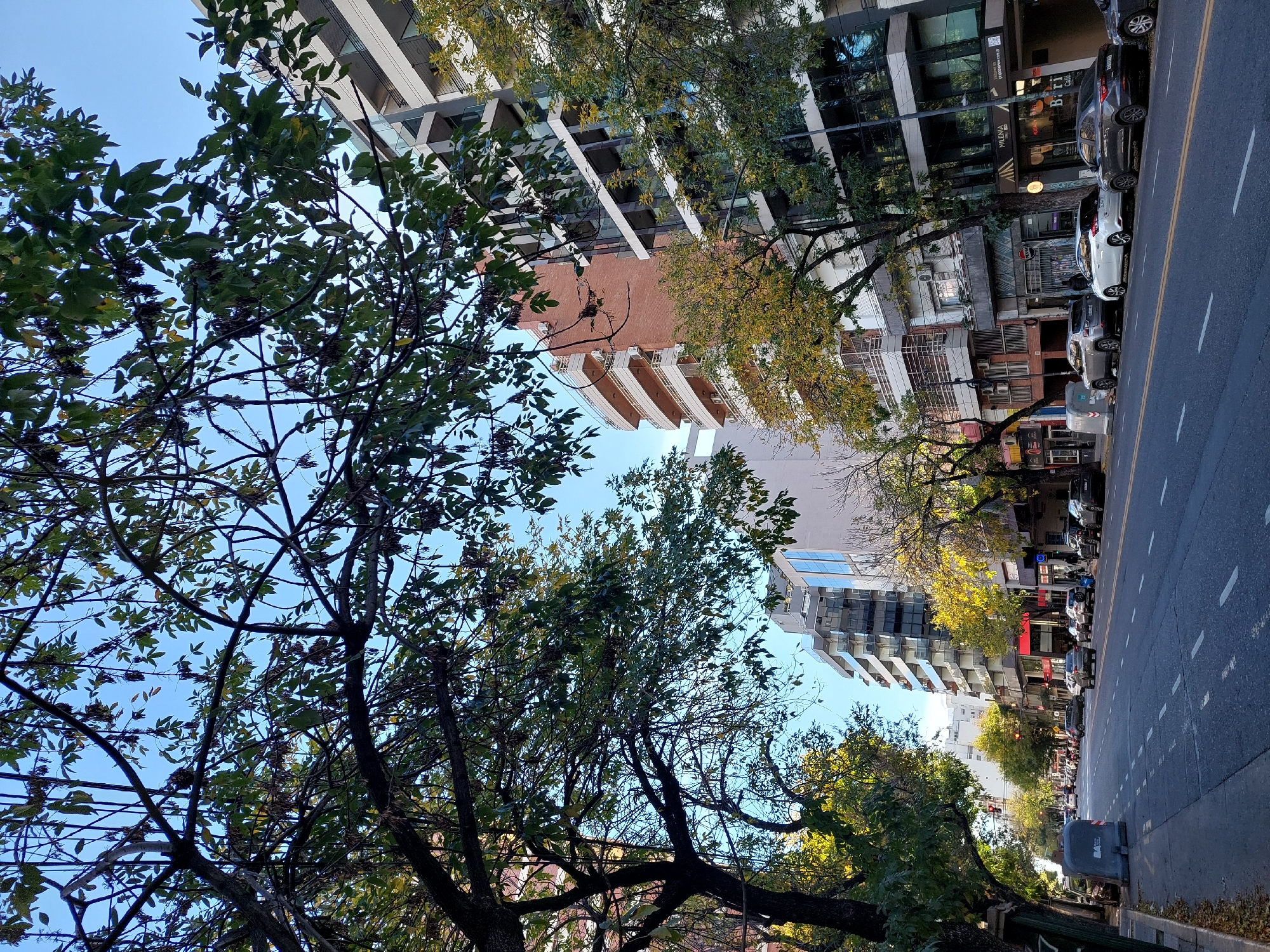 The image captures a vibrant urban street scene in Buenos Aires, Argentina, under a clear, bright blue sky, suggesting daytime on a sunny day. The perspective looks down a wide street, framed by abundant tree foliage.
In the foreground and extending along the left side of the image, numerous large trees with green and some yellowing leaves create a natural canopy. Their branches reach into the sky, partially obscuring the buildings behind them. These buildings showcase a mix of architectural styles, including modern structures with reflective glass facades and older, multi-story buildings with brick or concrete exteriors and balconies.
The right side of the image features a paved street with distinct white dashed lane markings and a solid white line bordering the sidewalk. Several cars are parked along the curb, and more vehicles can be seen further down the road, indicating an active urban environment. A grey public waste bin is visible on the sidewalk. The buildings on this side also present varied architecture, with ground-floor shopfronts. Visible text on signs includes "MILENA" and a partial "Barri Cafe."
The lighting is bright and even, casting minimal harsh shadows, which points to mid-morning or early afternoon. The scene evokes the typical daily rhythm of a bustling city, with parked cars, commercial activity, and prominent street trees.