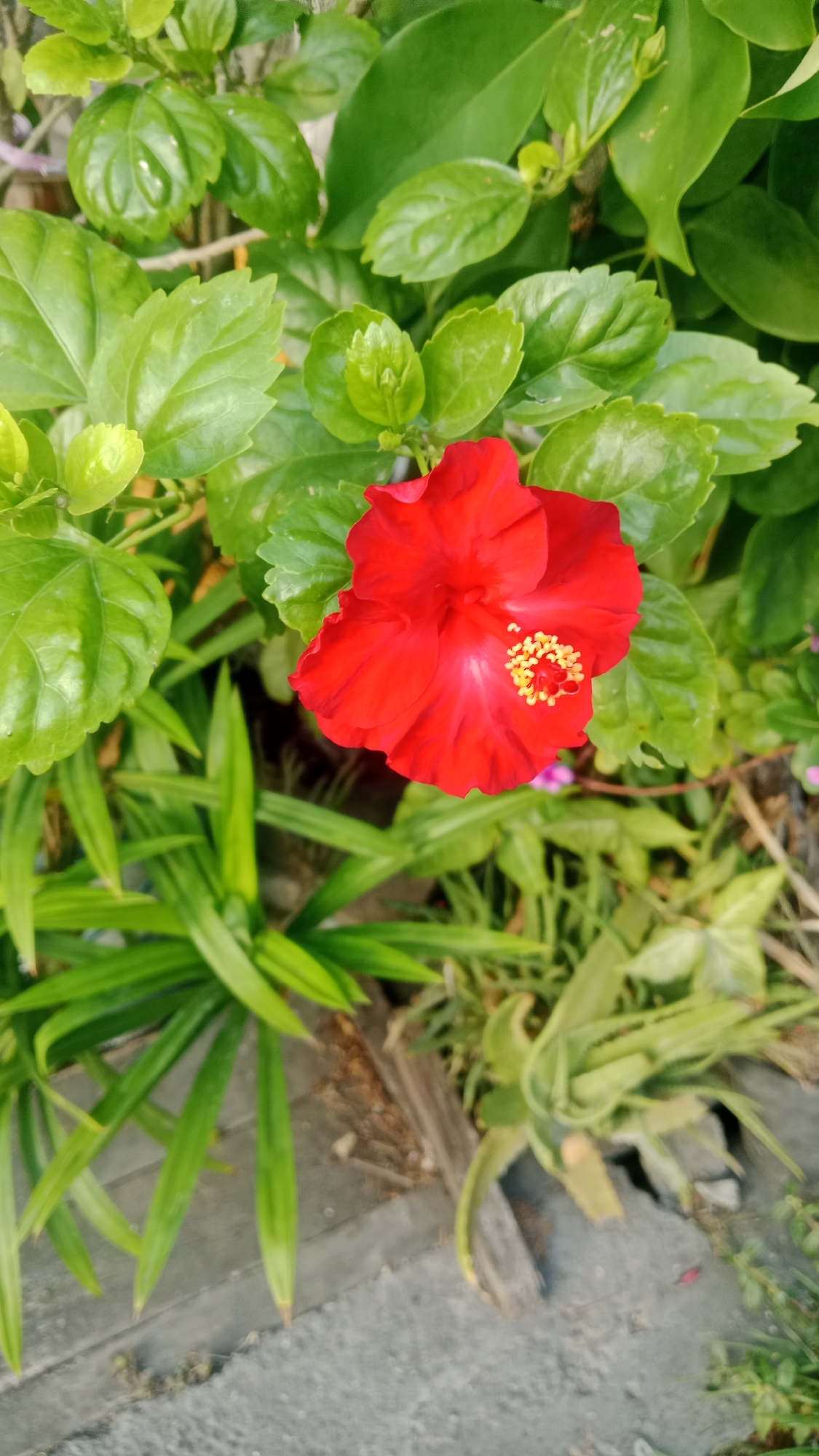 A vibrant red hibiscus flower is the focal point of this image, captured in close-up. The flower, with its delicate petals and prominent yellow stamen, is surrounded by lush green foliage. In the background, other plants and a concrete pathway are visible, suggesting an outdoor setting. The image is likely taken in a garden or park within the city of Denpasar, Indonesia, where hibiscus flowers are commonly found. The lighting suggests it is daytime, with natural light illuminating the scene. There are no people present in the image.